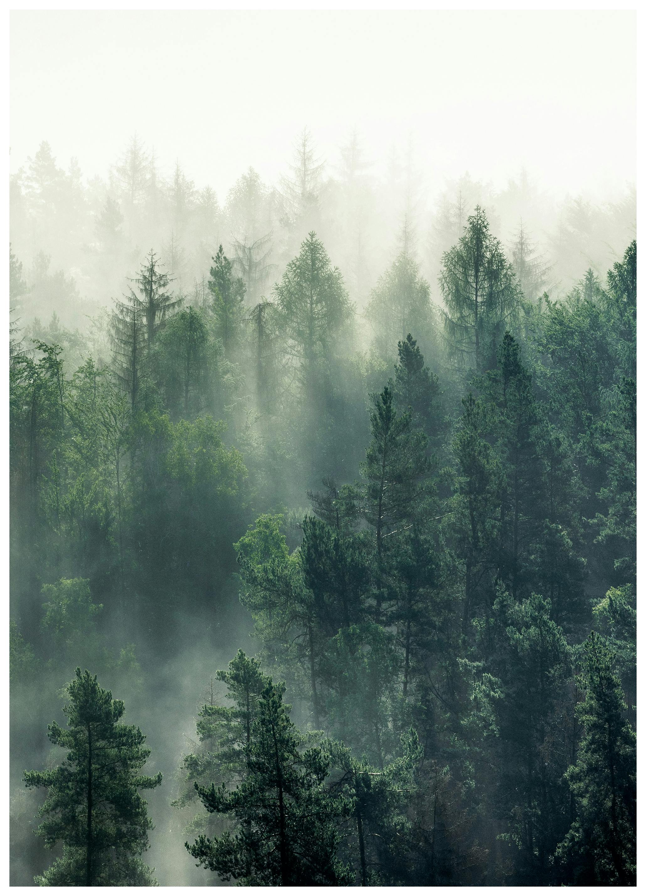 Forest Veil No3 Plakat (50x70 cm)-Plakaty