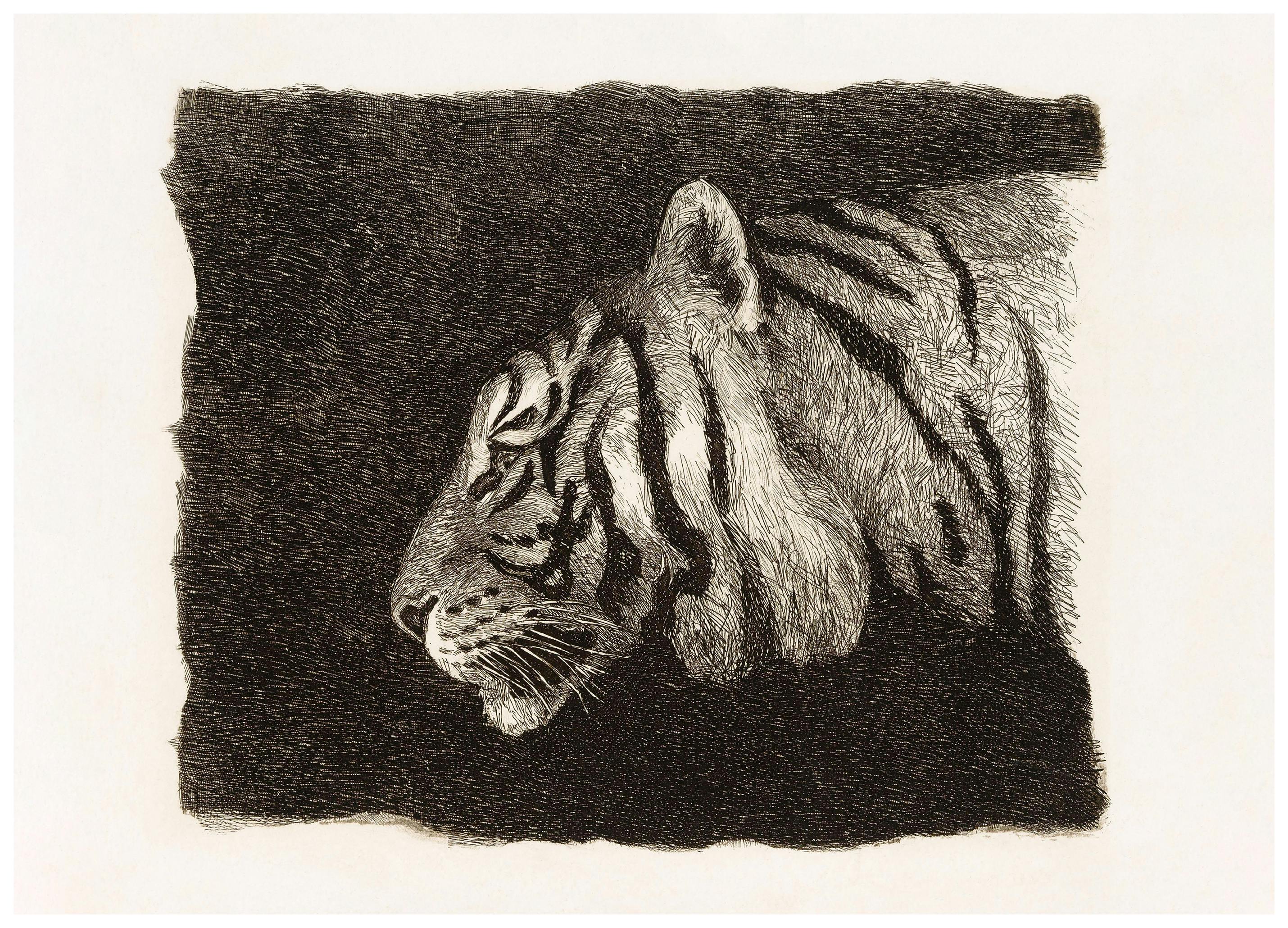 August Le Gras - Tiger Print (40x50 cm)