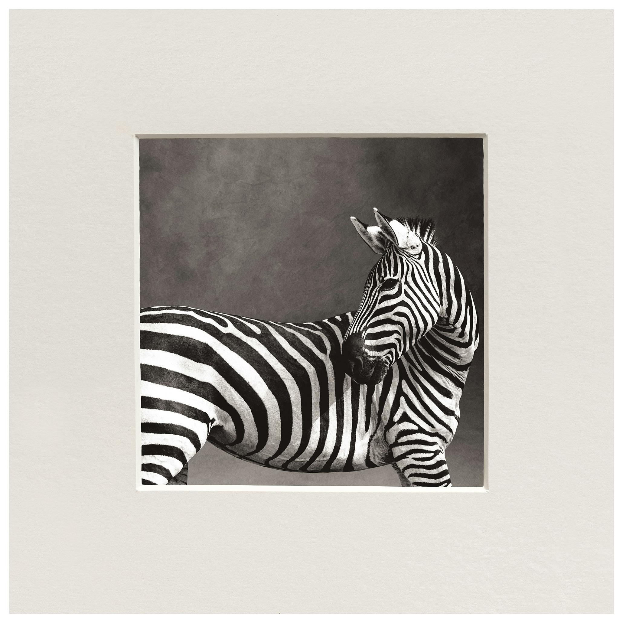 Prints - Le Rayé Print (50x50 cm) - Animal photography