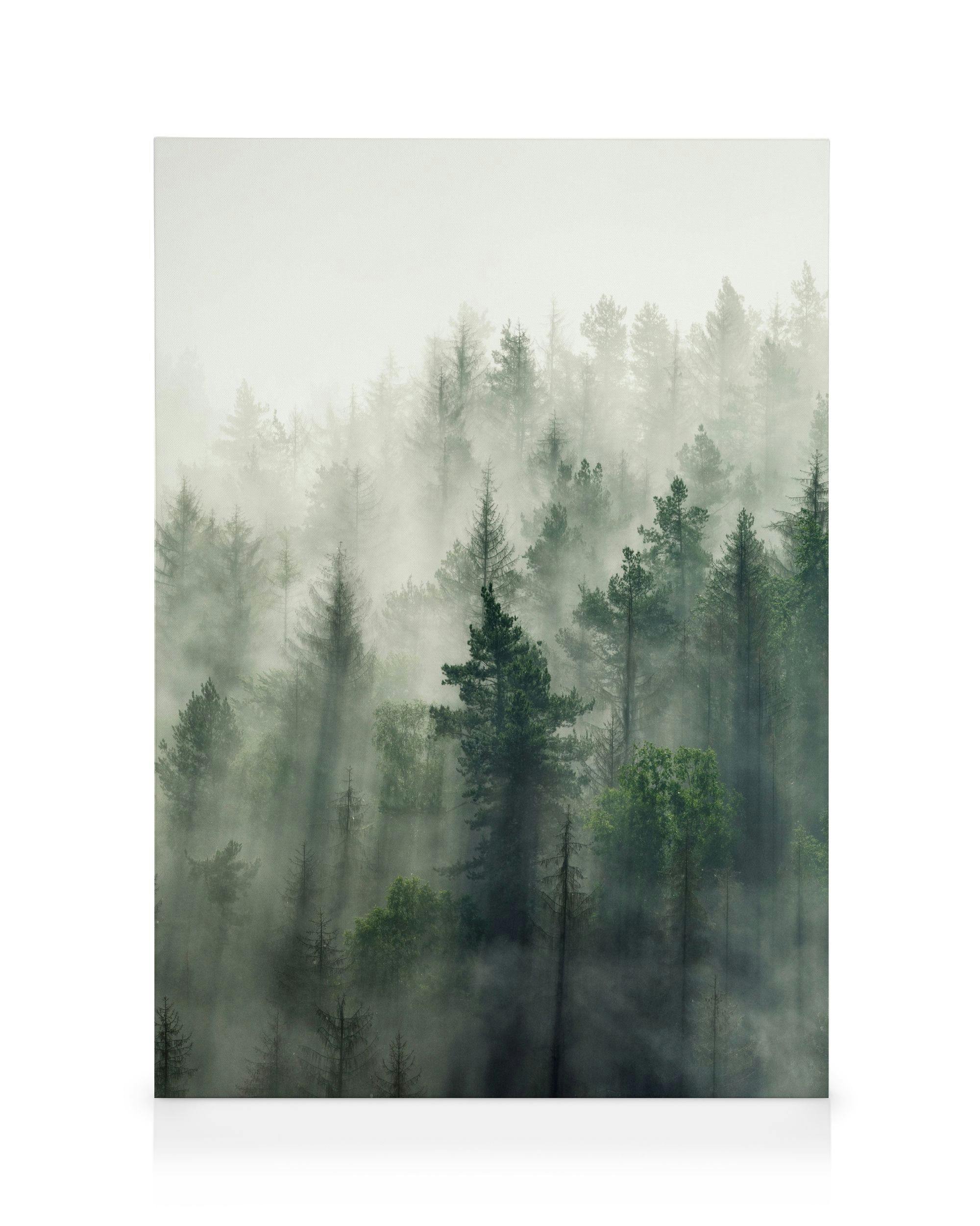 Forest Veil No2 Stampa su Tela 0