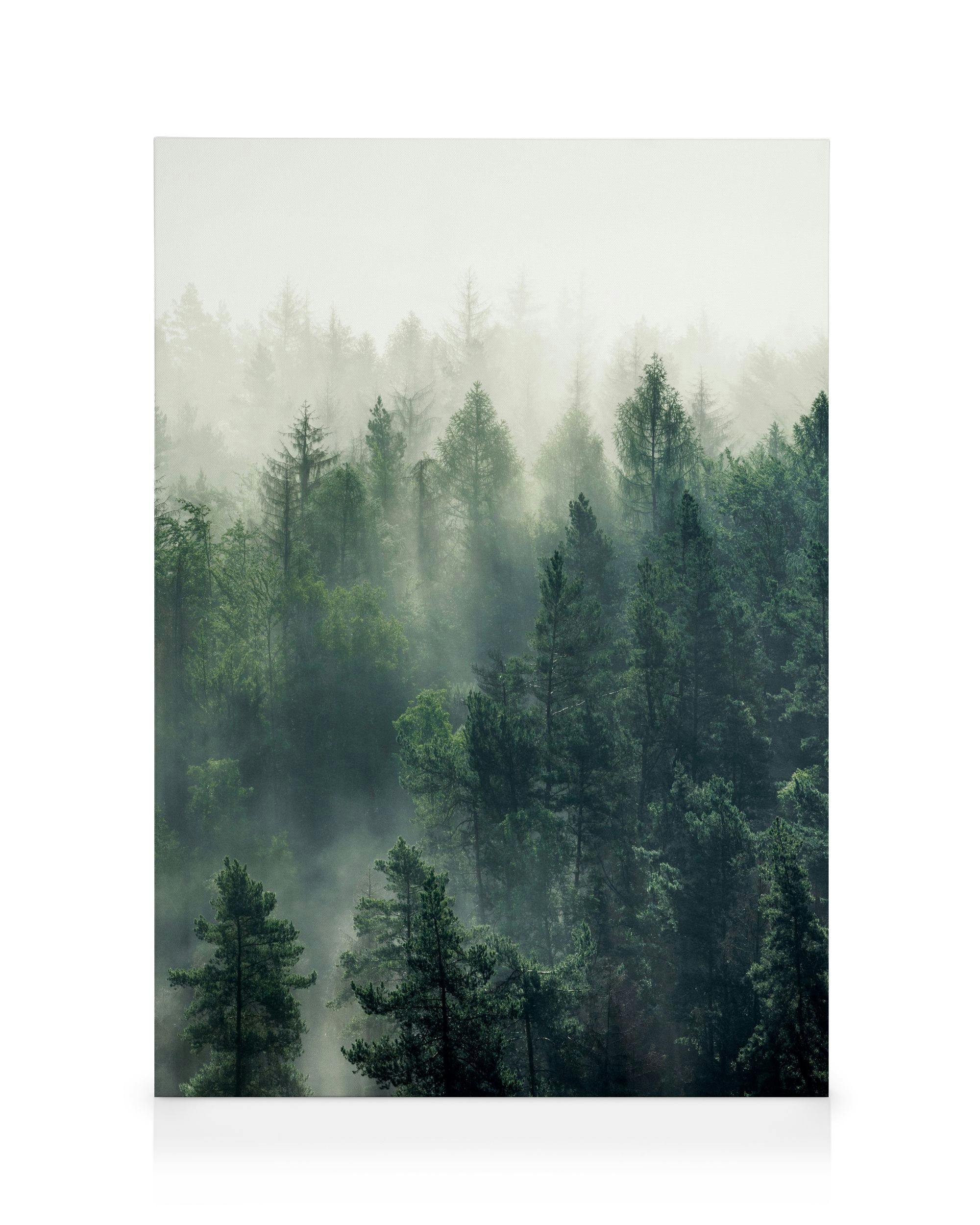 Forest Veil No3 Stampa su Tela 0