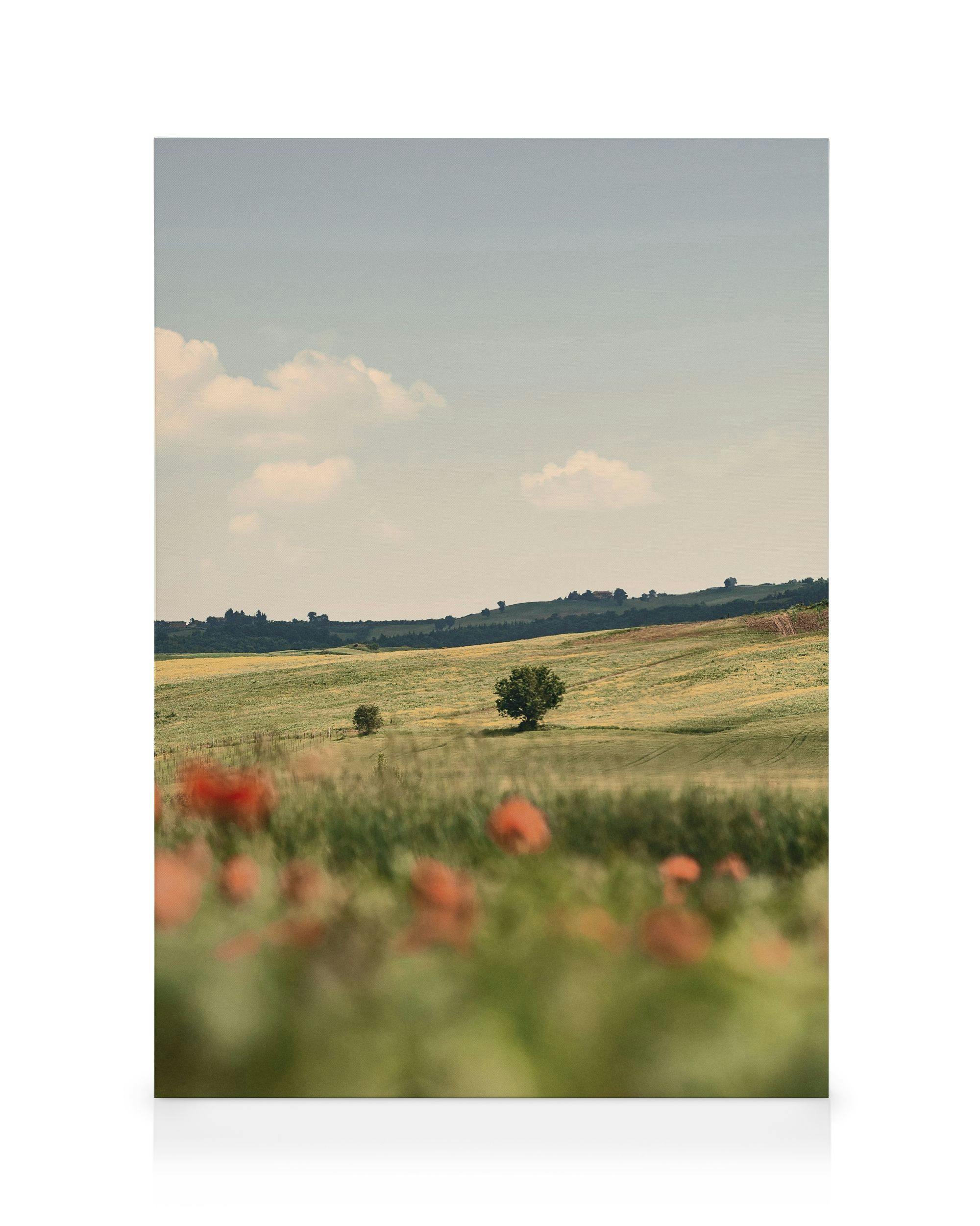 Canvastavlor Tuscan Poppies No2 Canvastavla (30x40 cm - Svart ram)