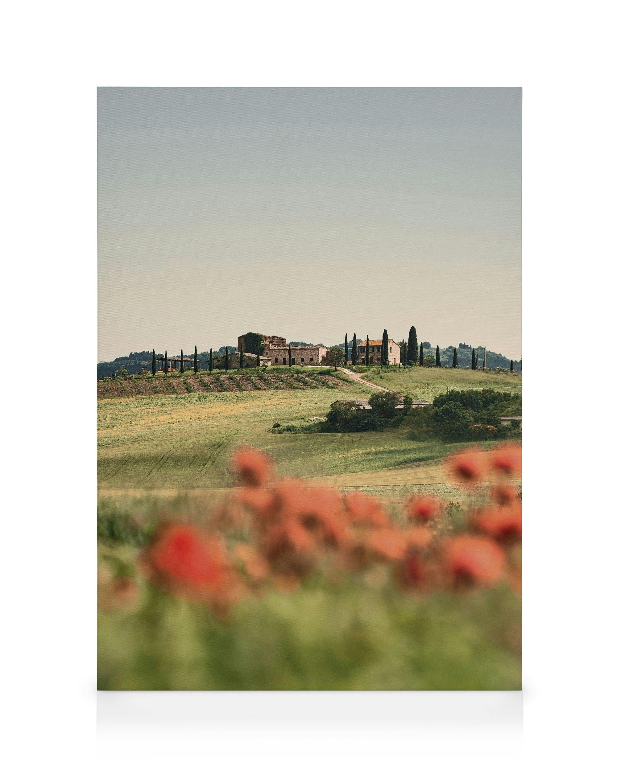 Tuscan Poppies No3 Lienzo 0