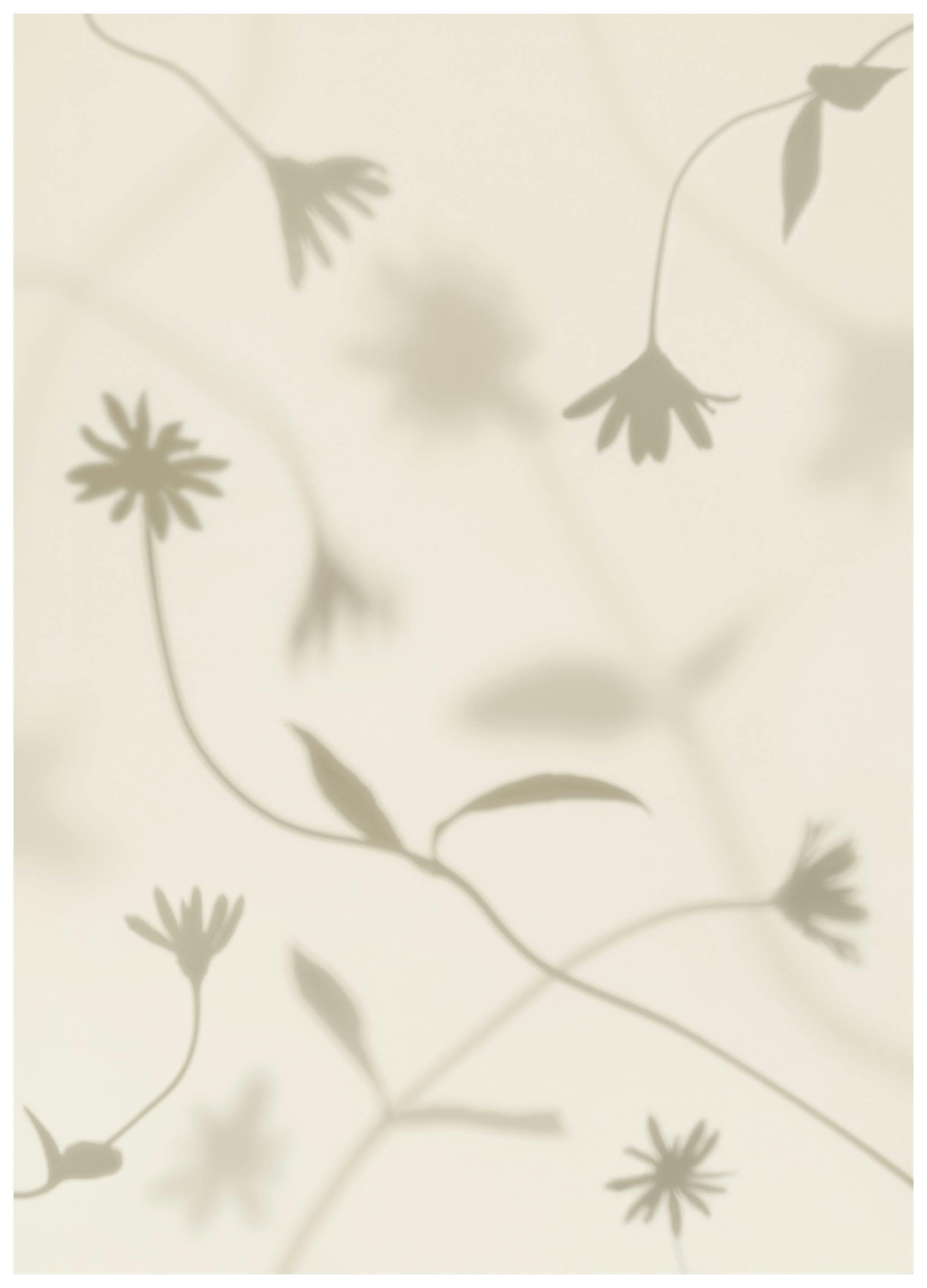 Prints - Petal Shadows Print (70x100 cm) - Floral prints
