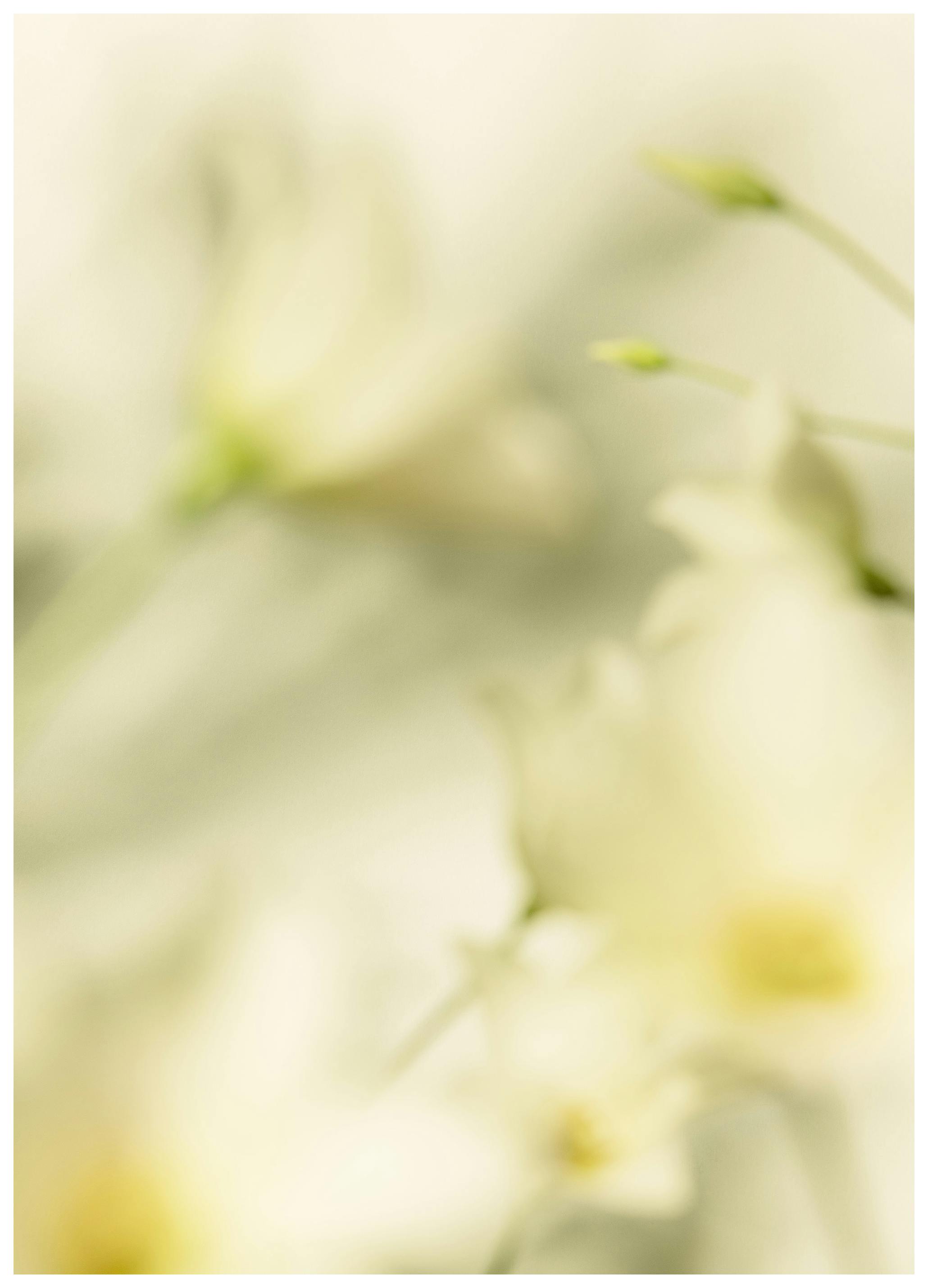 Prints - Flourish Print (50x70 cm) - Floral prints