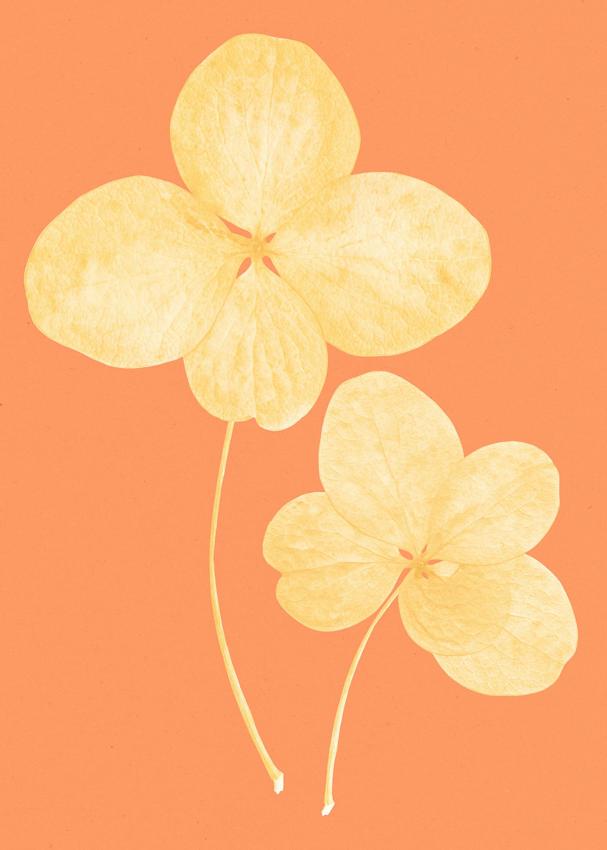 Two in Bloom Print 0