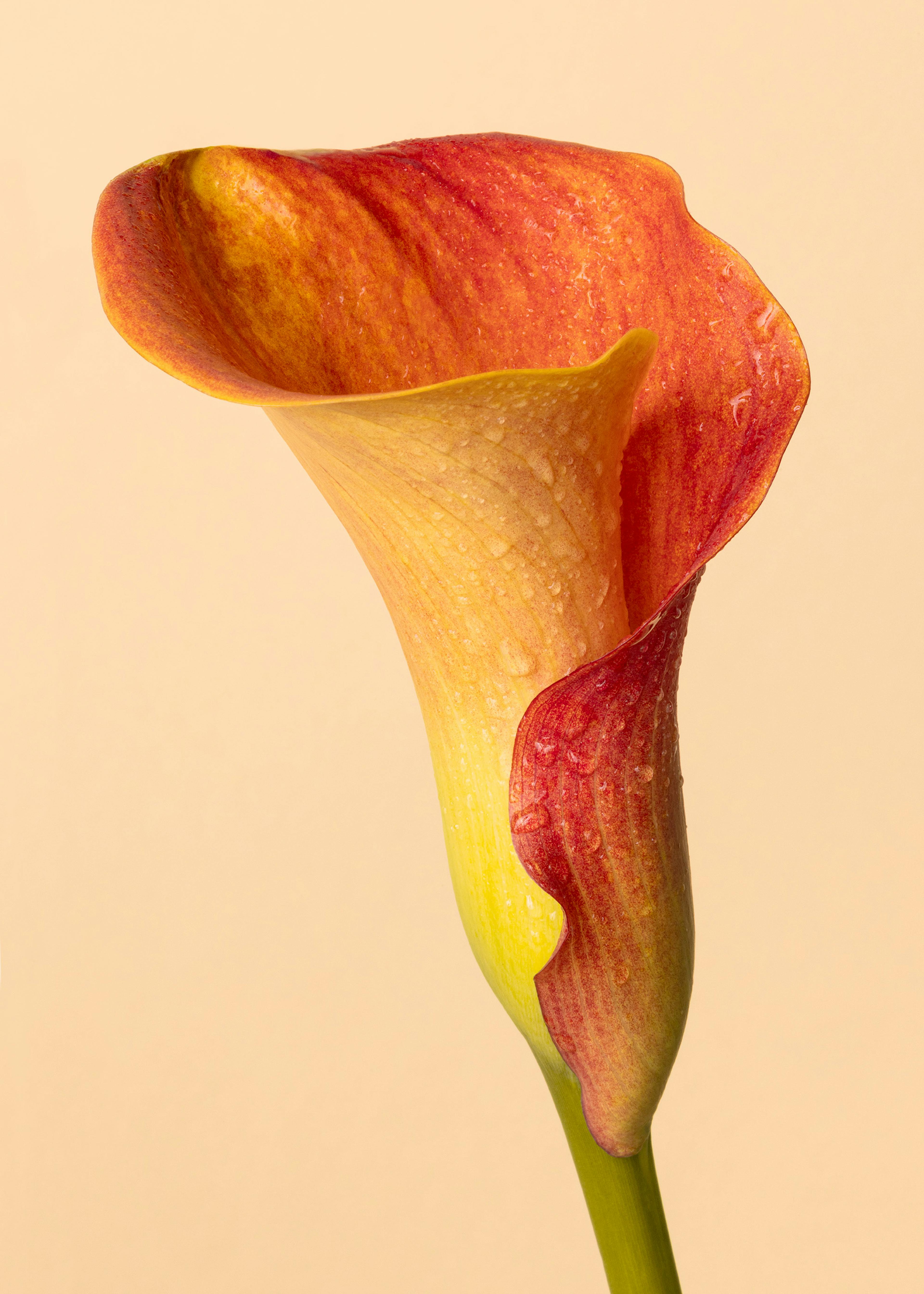 Color Calla Print 0