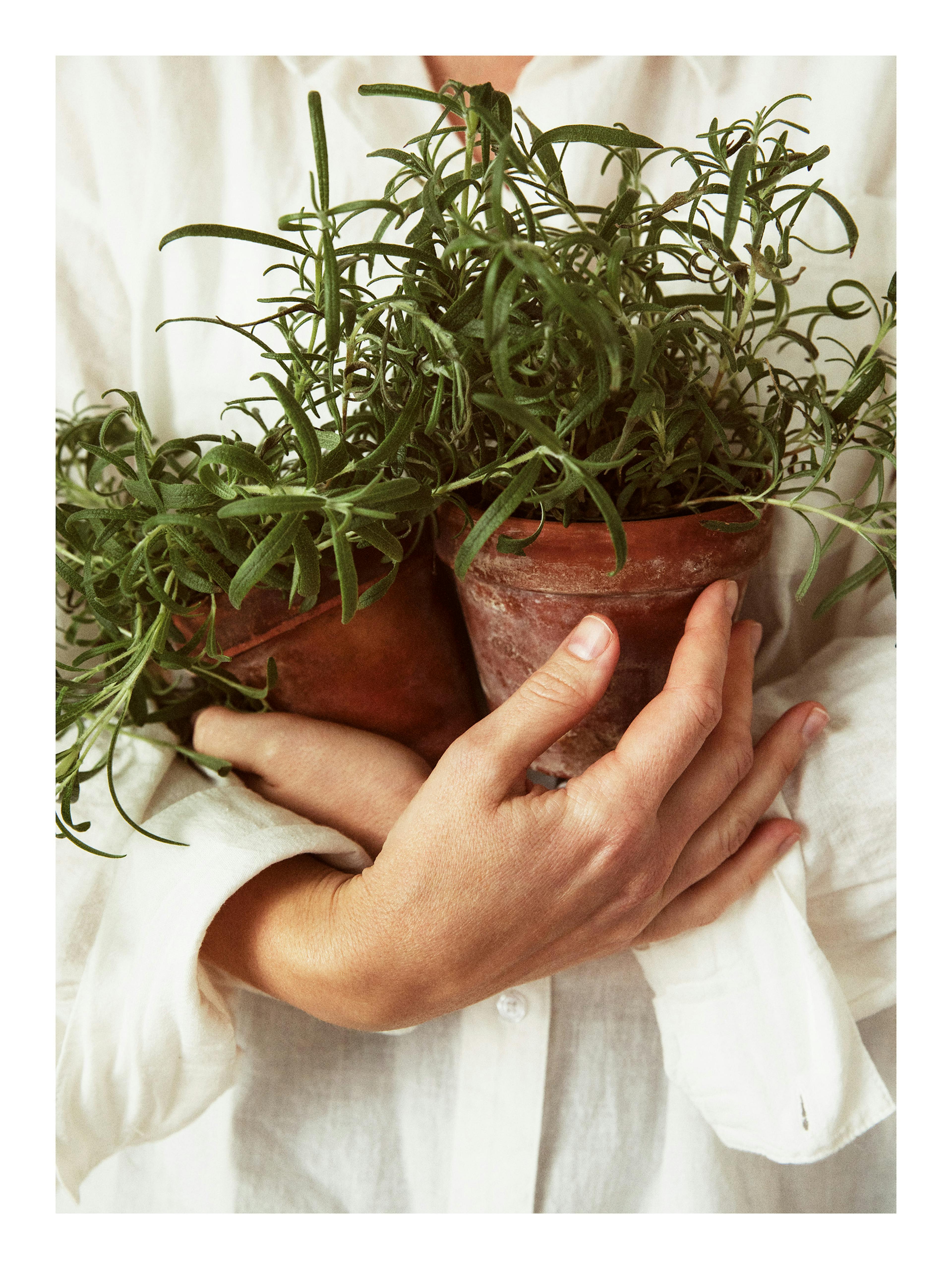 A close-up print of a person in a white shirt holding two terracotta pots with lush green rosemary plants.