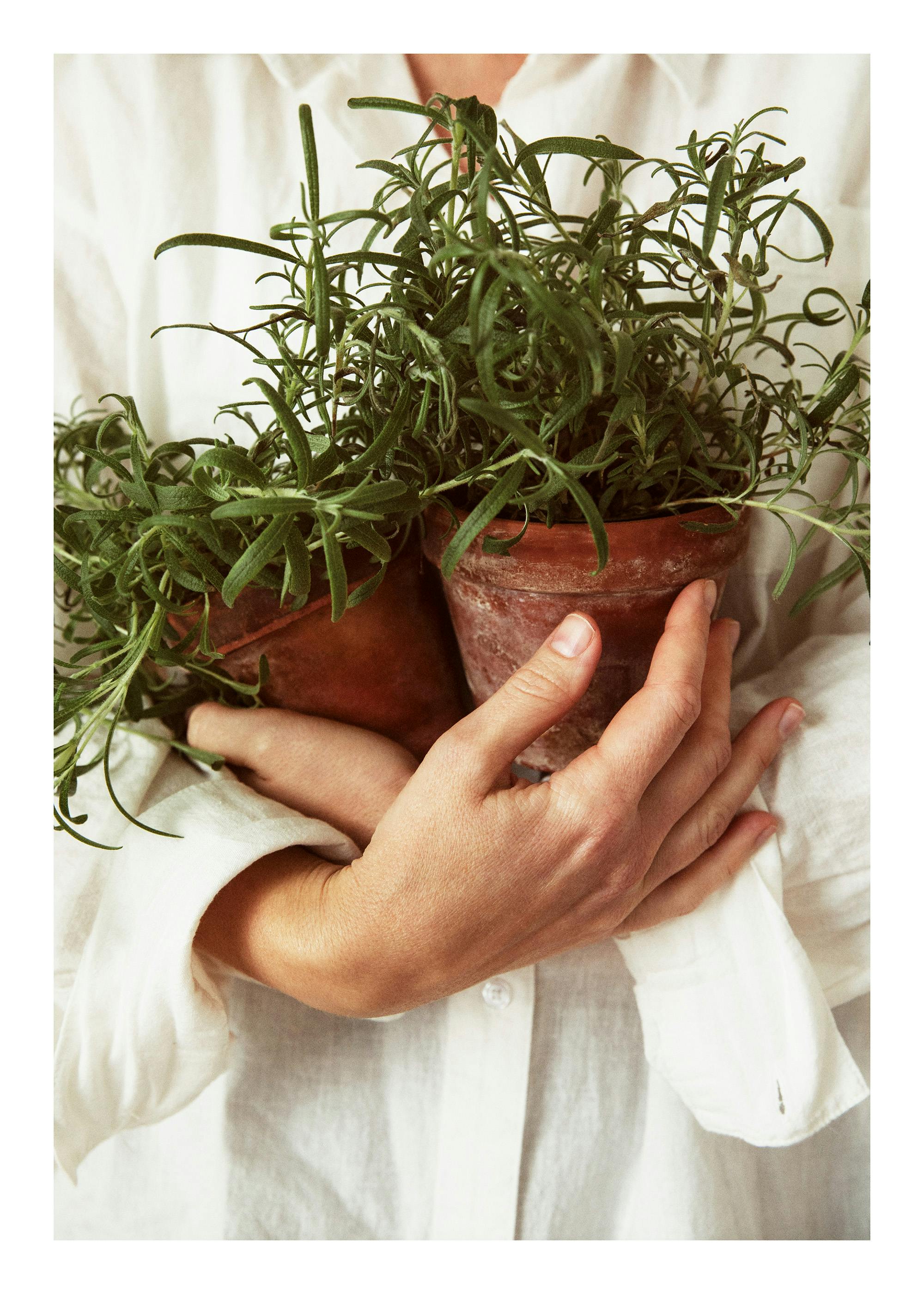 A print of a person in a white shirt holding two terra cotta pots with green rosemary plants.