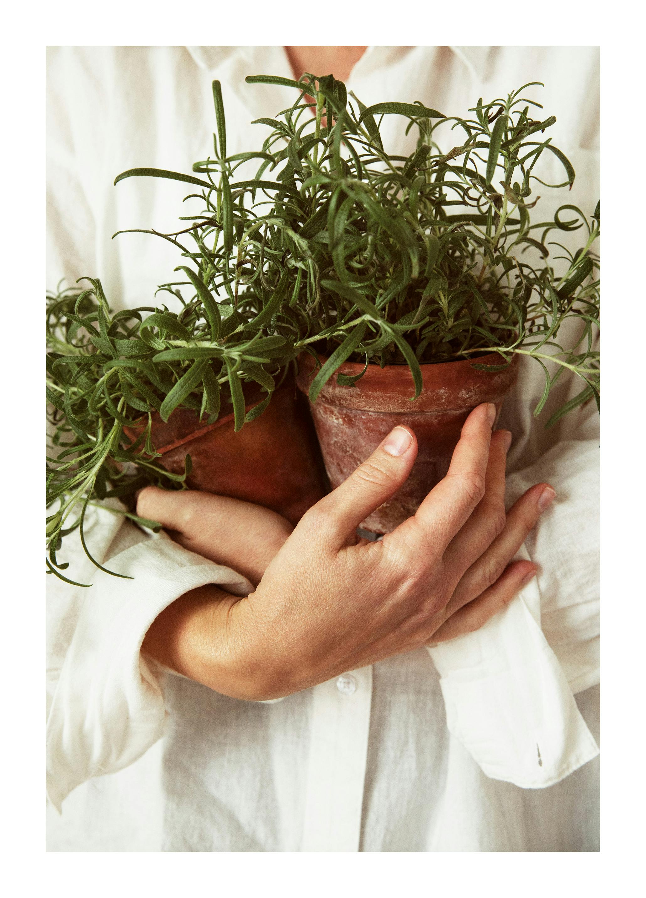 Fresh Rosemary Poster (50x70 cm)