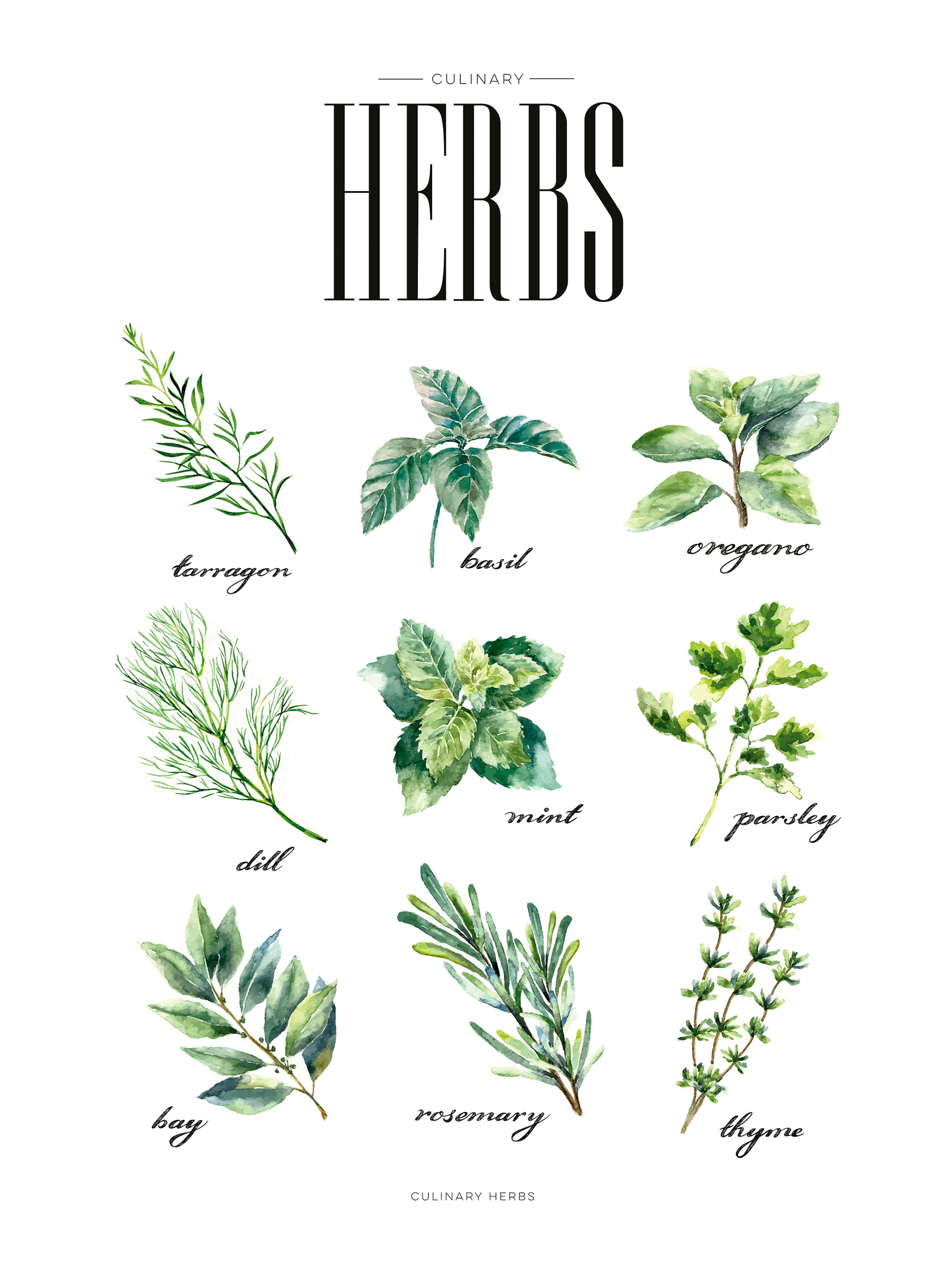 Affiche de cuisine avec illustrations dherbes vertes comme la menthe, le persil et le thym sur fond blanc. Texte Culinary Herbs 