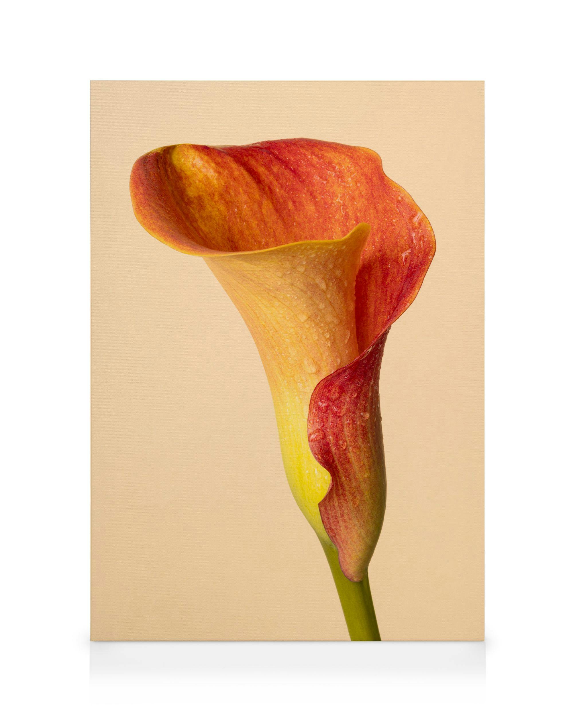 Color Calla Leinwand 0