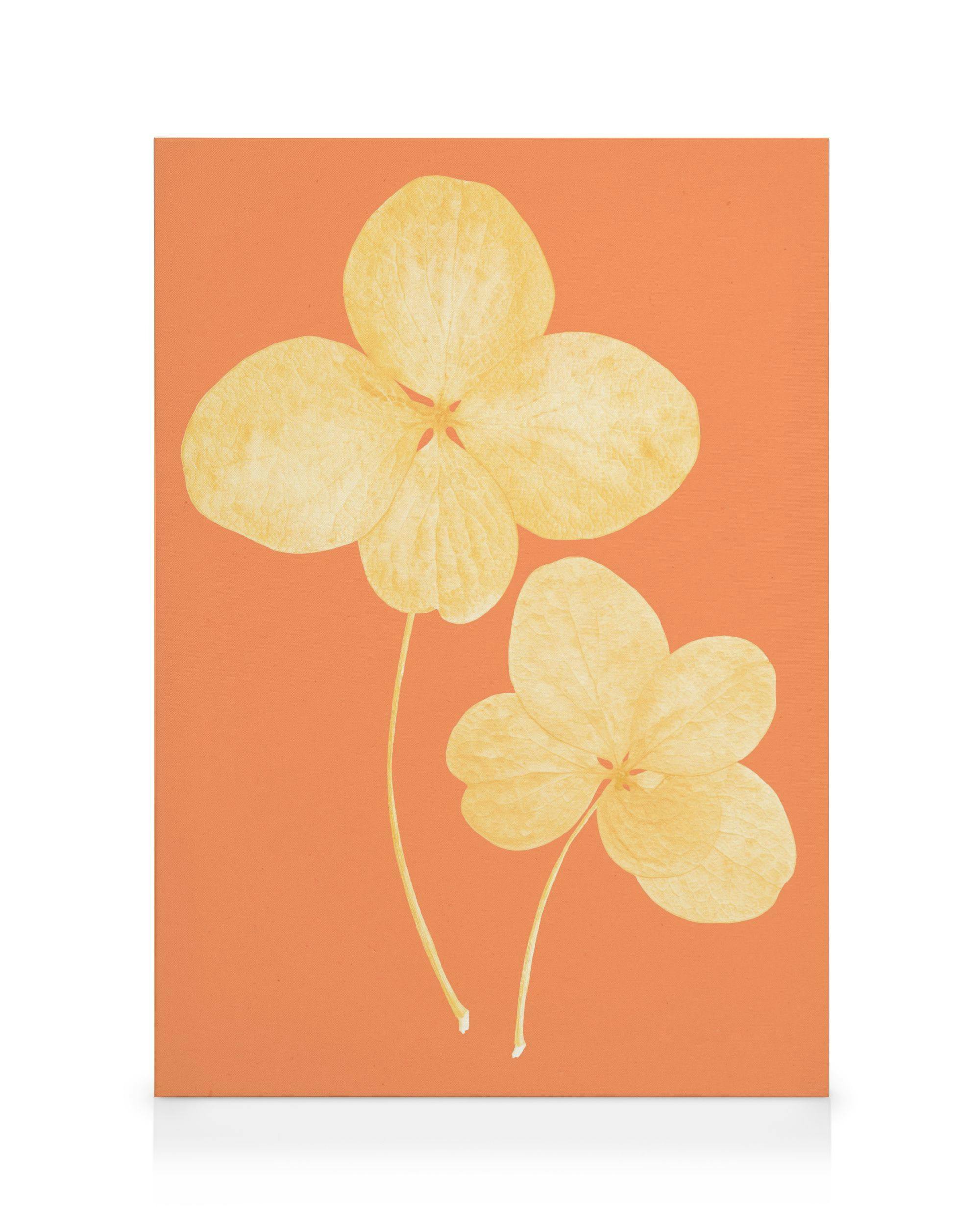 Canvas Prints Two in Bloom Canvas print (100x140 cm - Oak Frame)