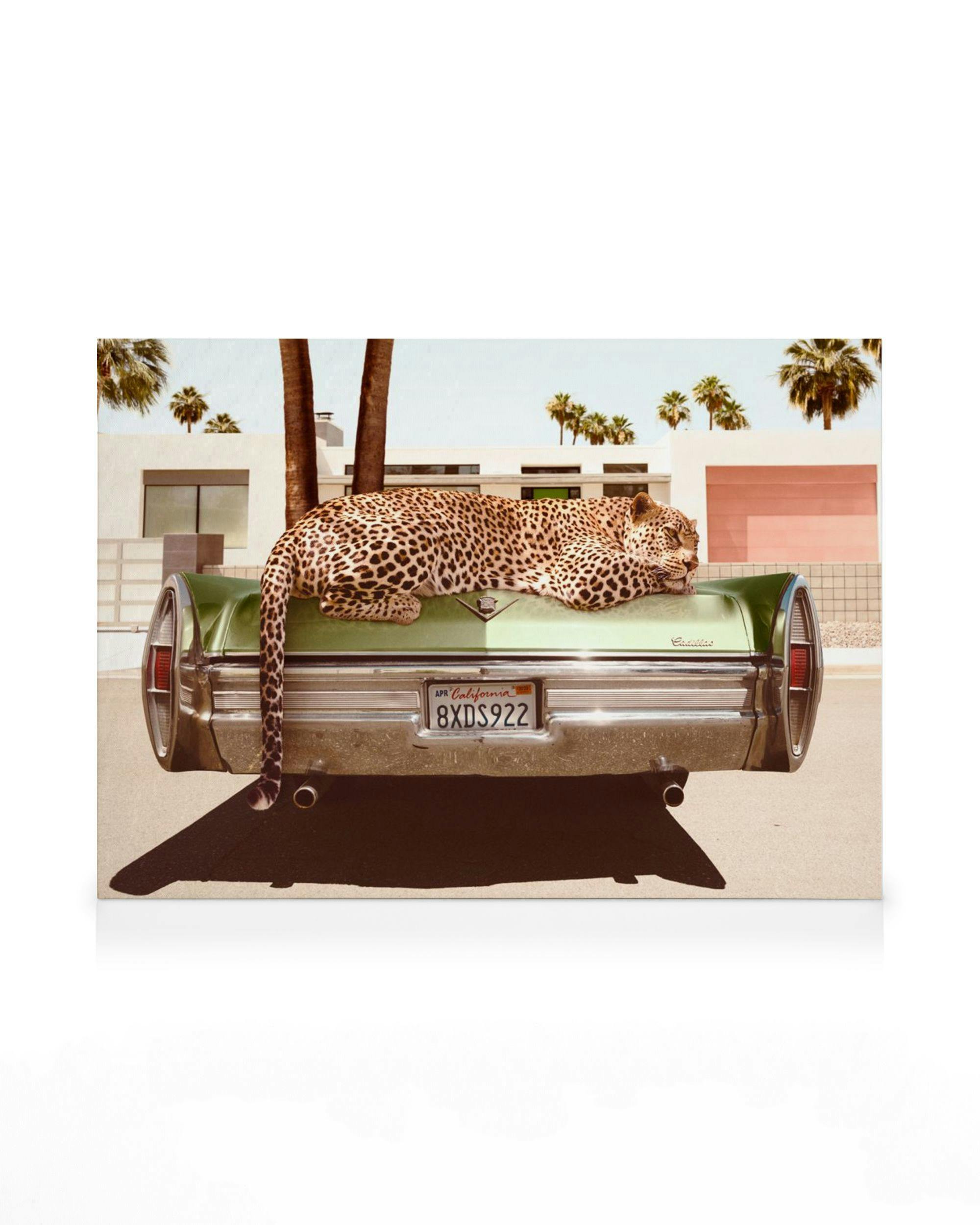 Leopardo descansando sobre un Cadillac verde vintage, con palmeras y un edificio moderno de fondo bajo cielo despejado.