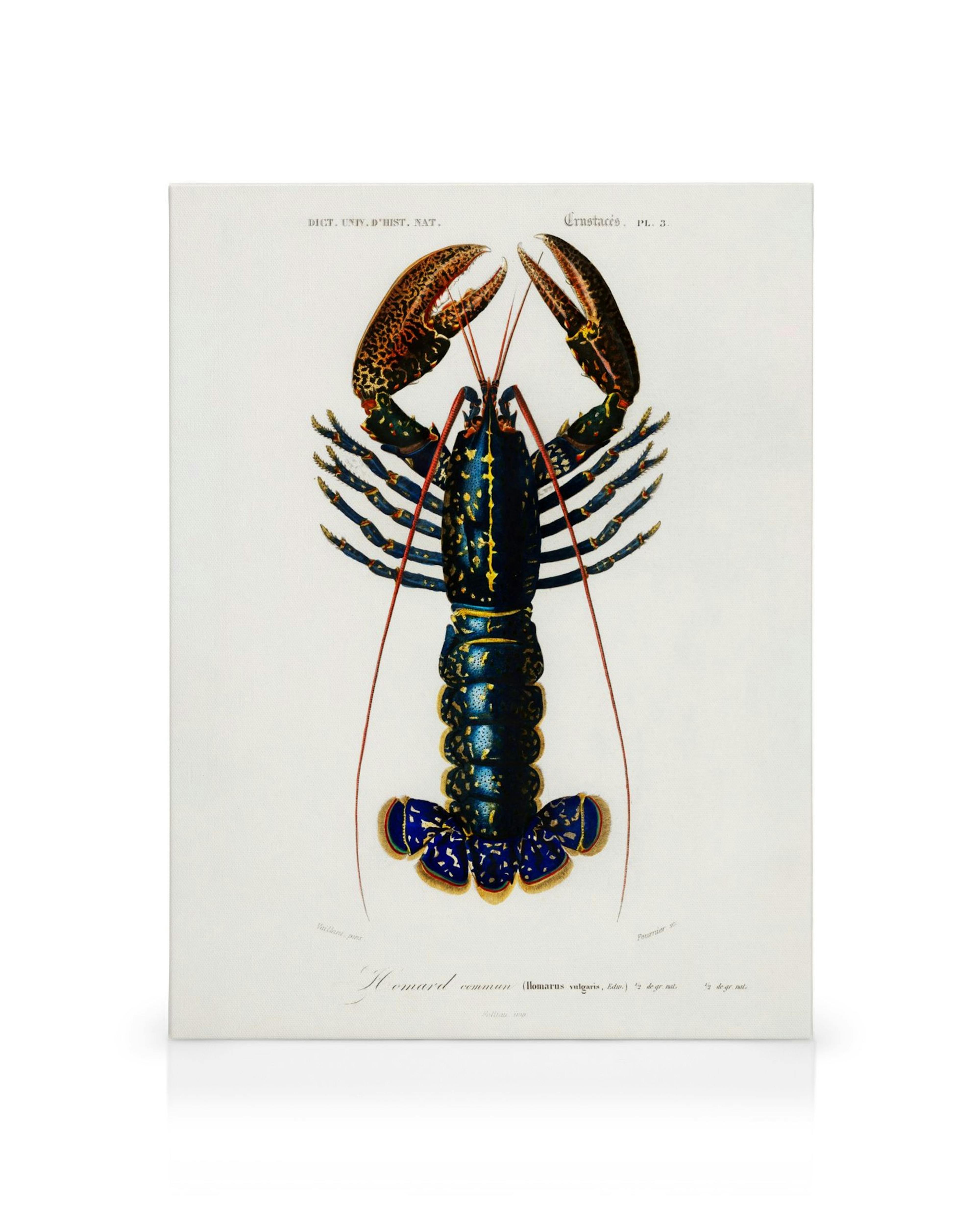 Obraz na płótnie przedstawiający homara z niebiesko-złotym pancerzem na białym tle, z francuskimi podpisami.