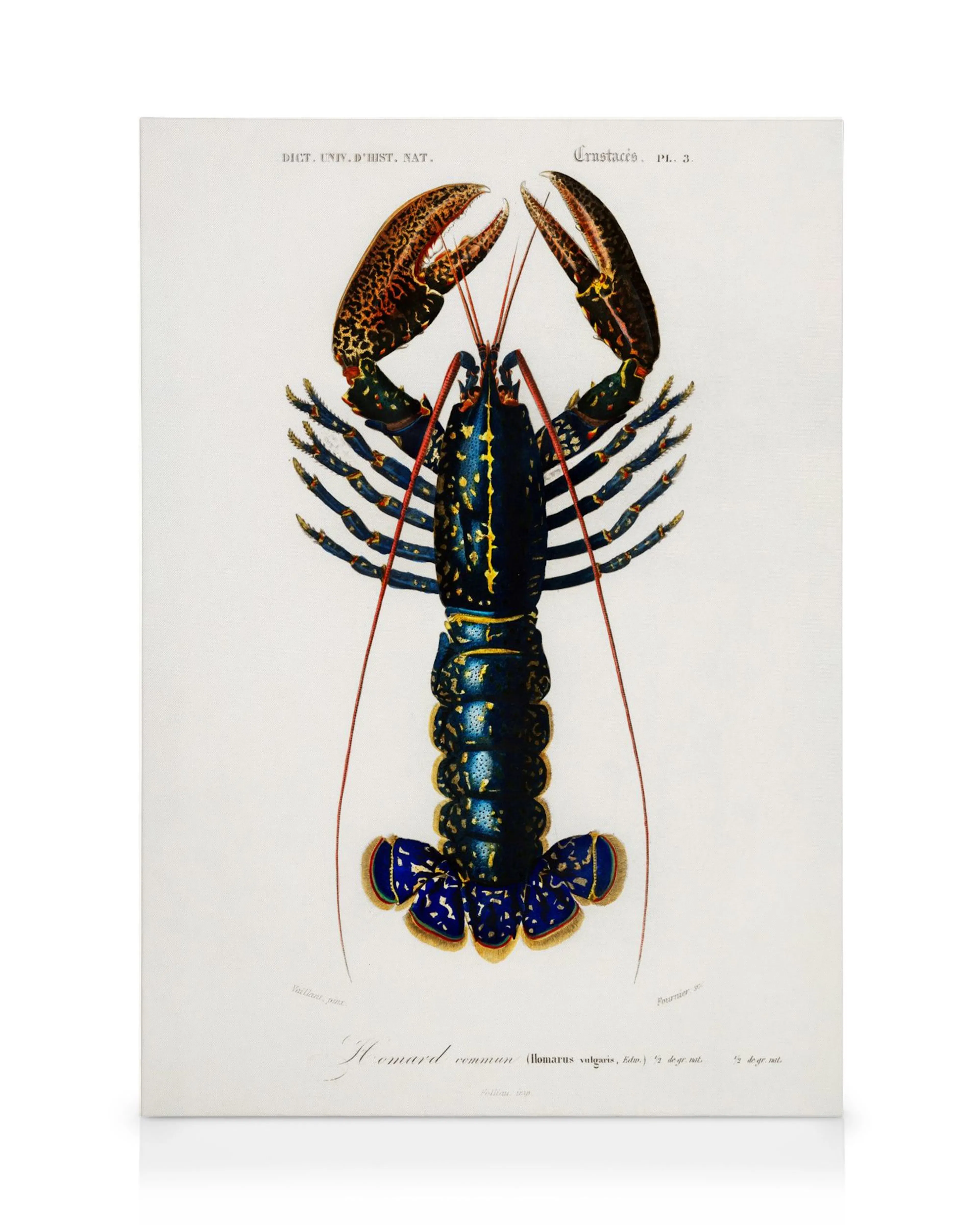 Sininen ja ruskea hummeri, Homard commun, valkoisella pohjalla kanvaasi-taulussa.