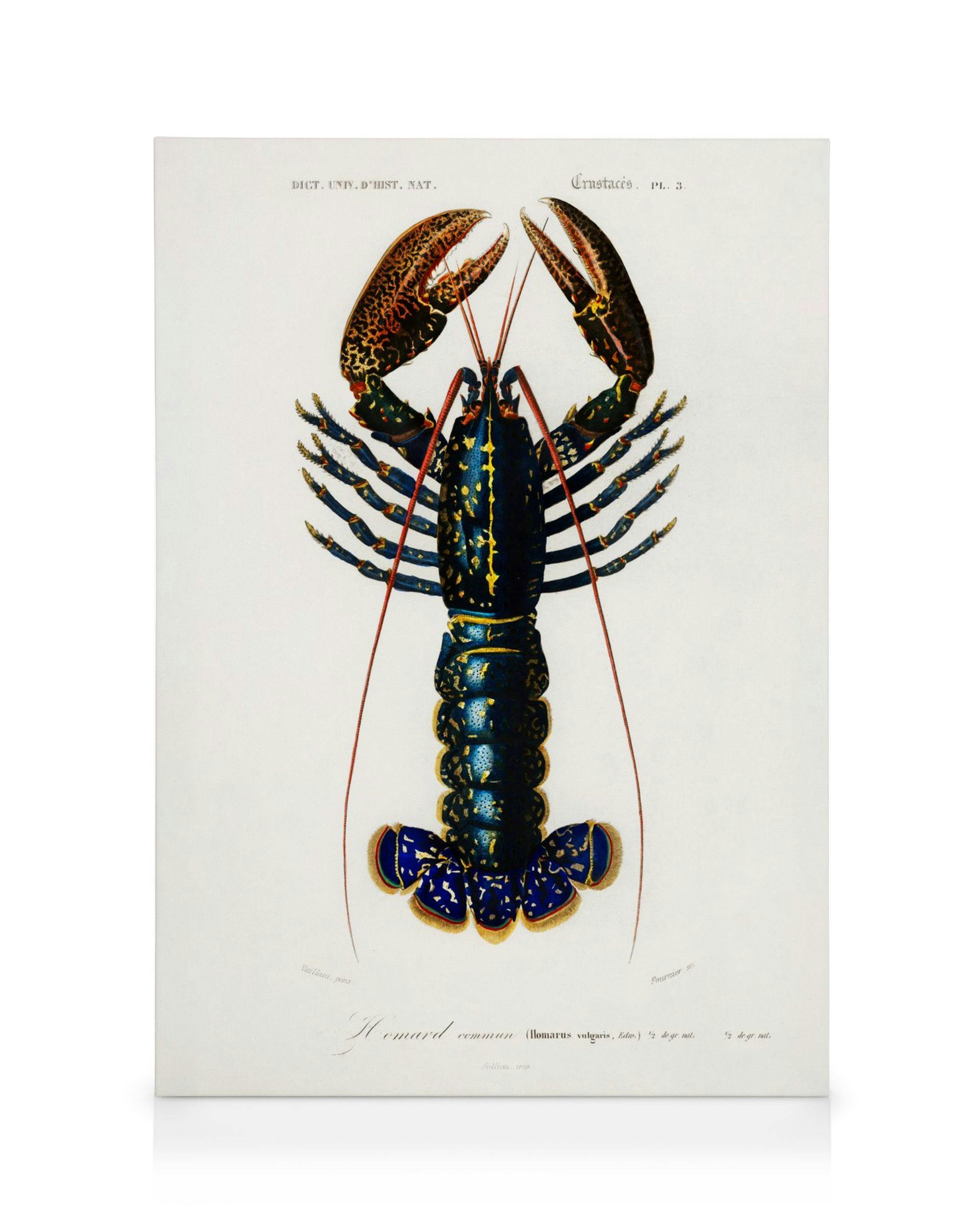 Vintage Lobster Canvas (70x100 cm - Fotokaders zwart)