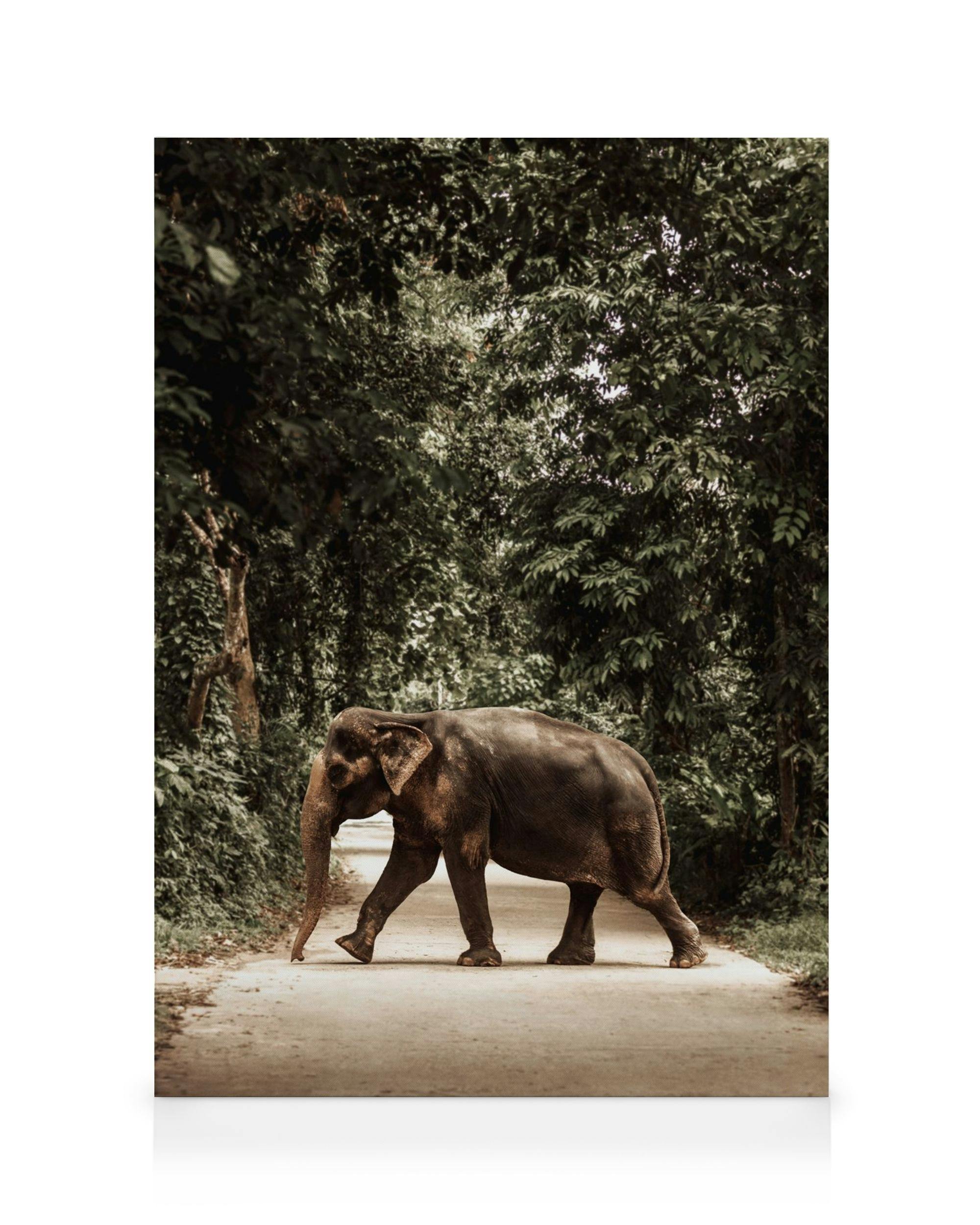 Καμβάς με ελέφαντα που διασχίζει έναν χωματόδρομο, περιτριγυρισμένο από πυκνά δέντρα.