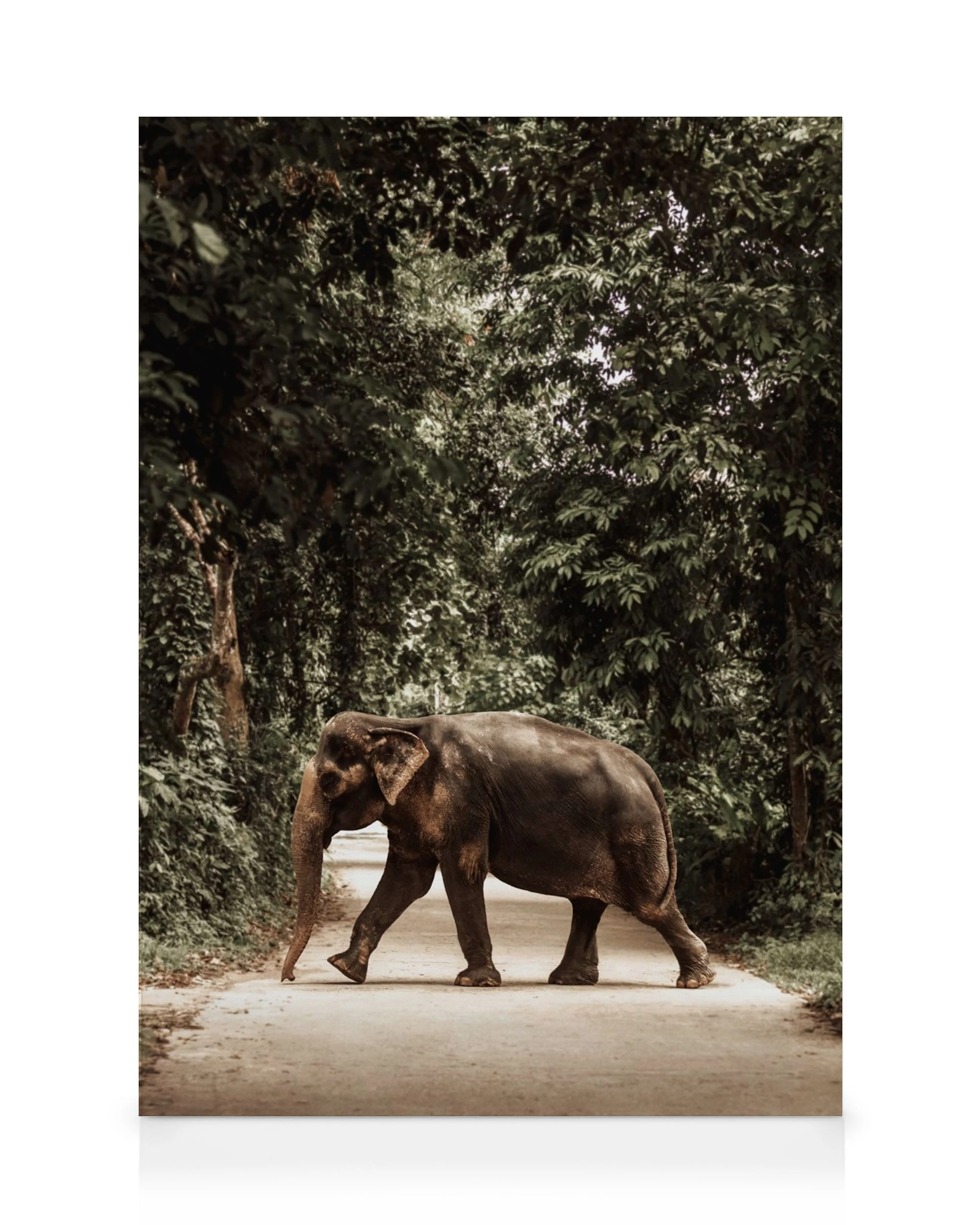 Lienzo de un elefante gris caminando por un camino de tierra rodeado de exuberante vegetación verde.
