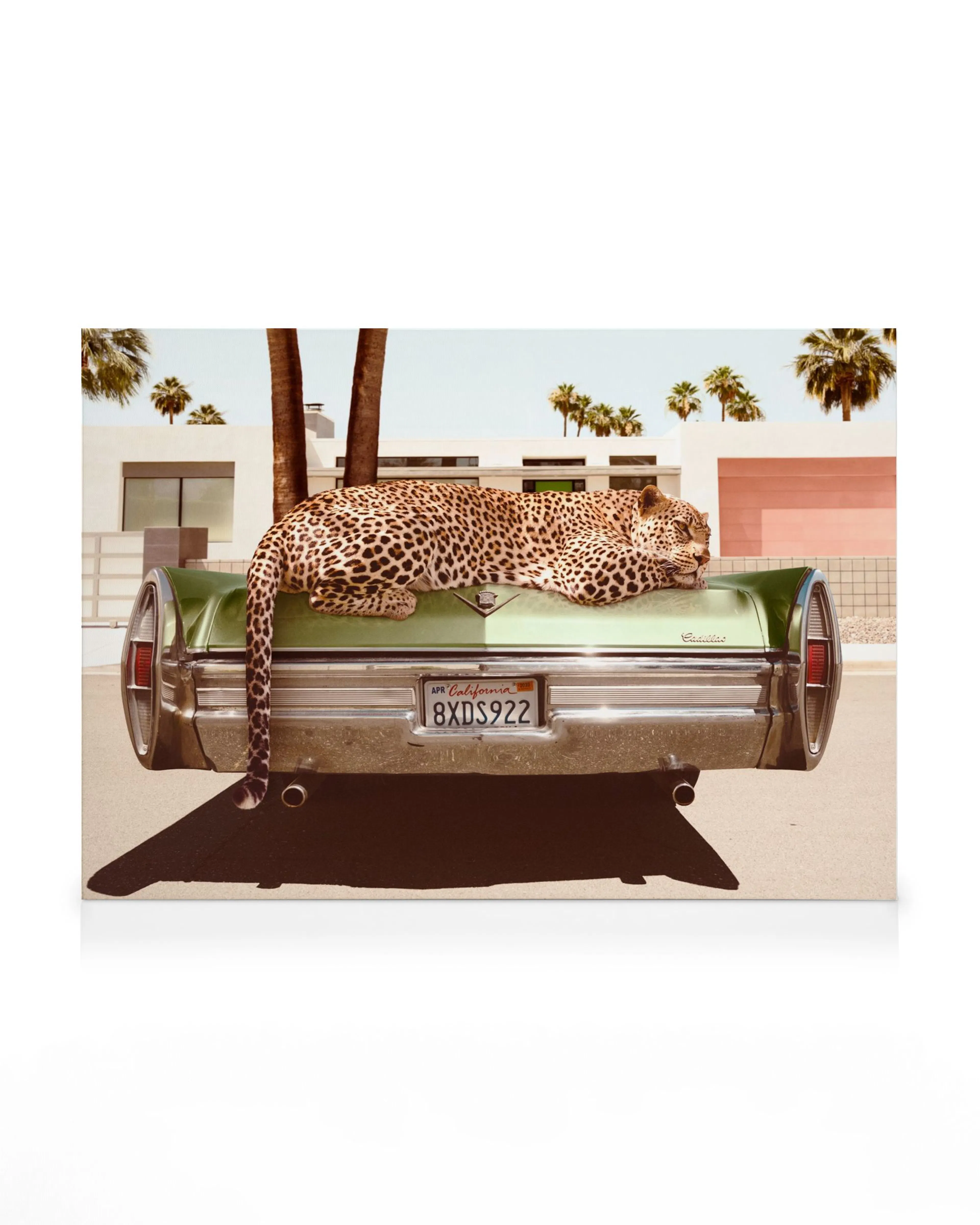 Toile présentant un jaguar relaxant sur une voiture verte, avec des palmiers et un bâtiment en arrière-plan. Typographie sur la 