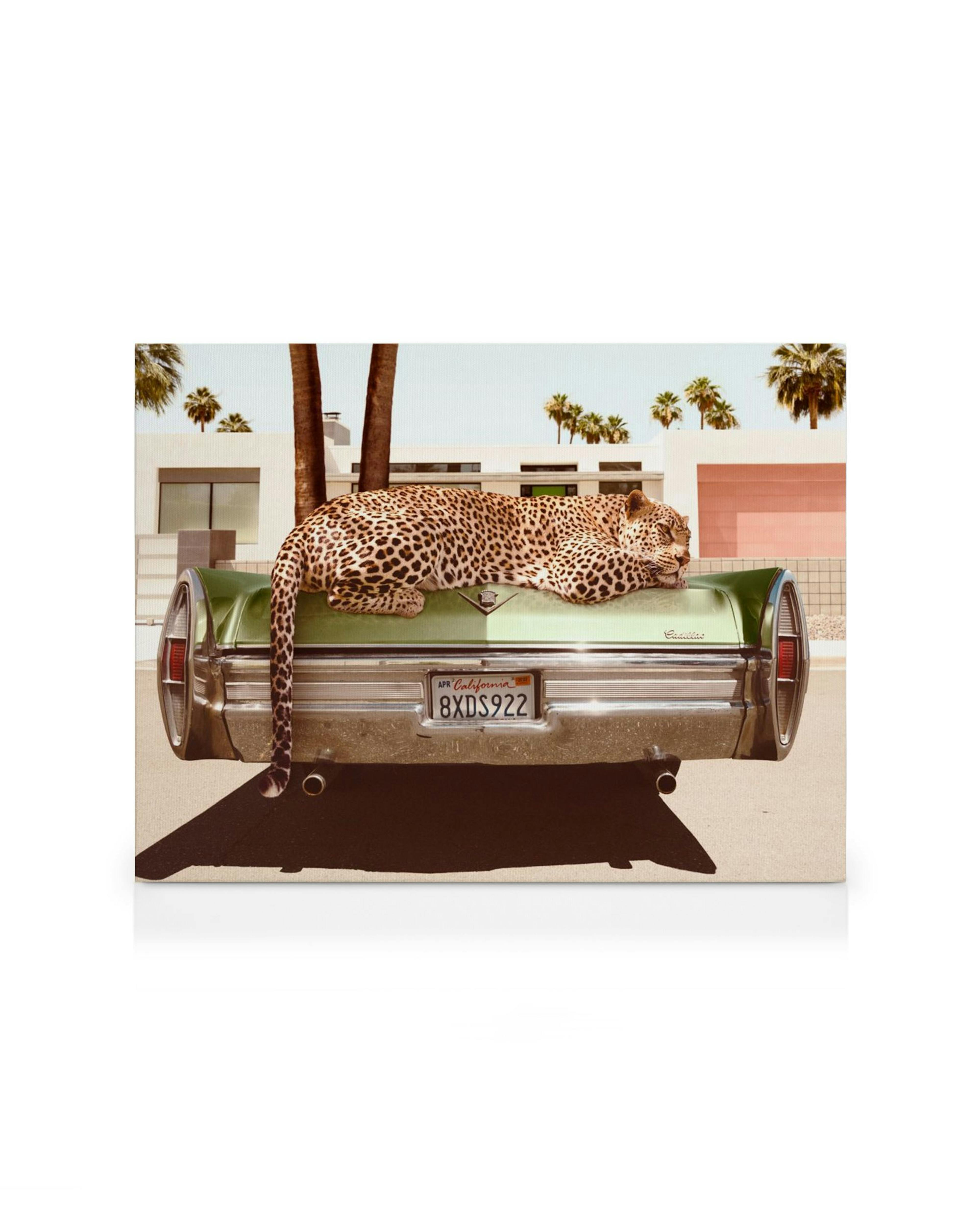 Entspannter Leopard schläft auf einem grünen Cadillac vor modernen Häusern mit Palmen, Kunstleinwand.
