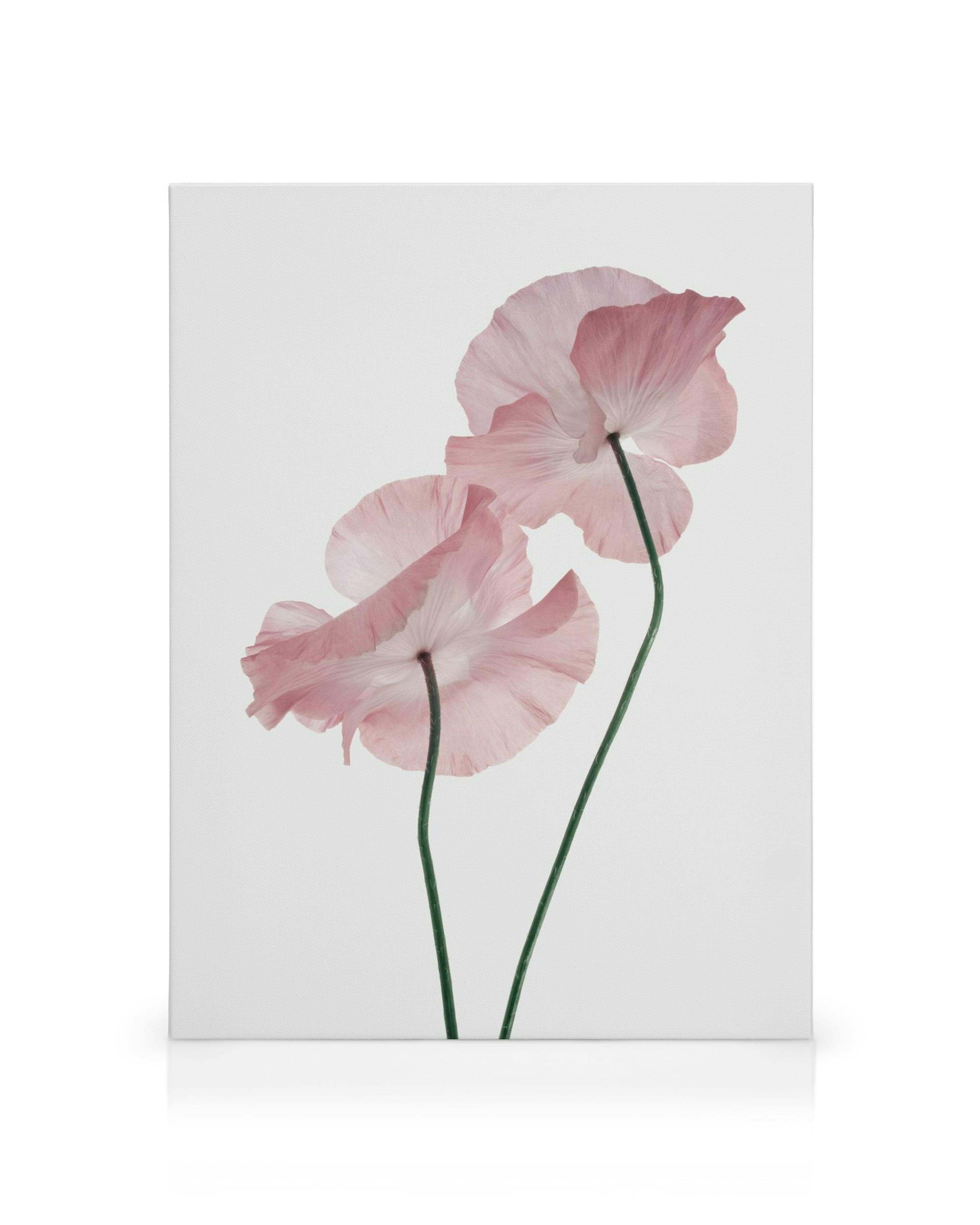Tela com duas papoulas rosa pálido em fundo branco, caules verdes finos e pétalas translúcidas, estilo botânico.