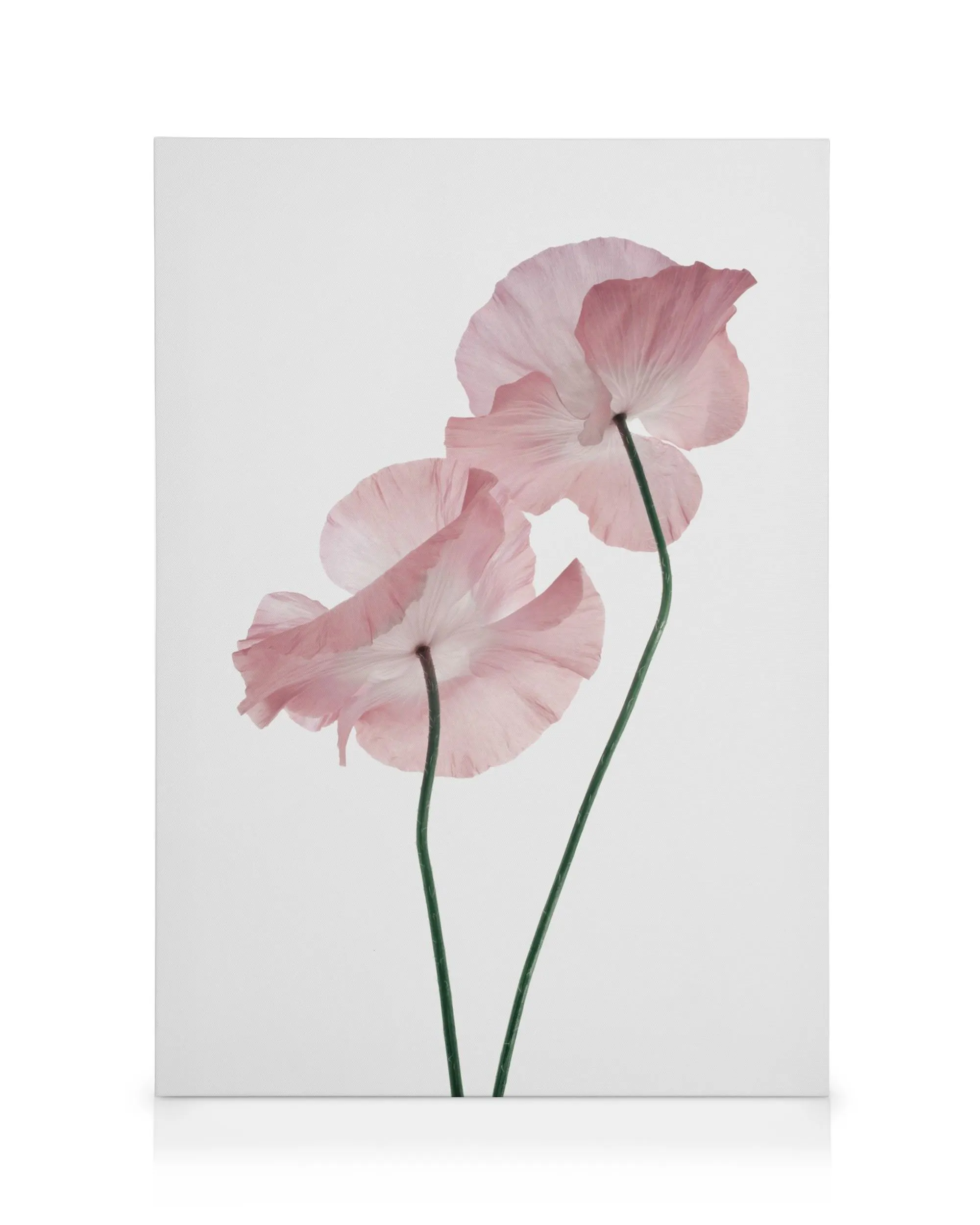 Zartrosa Mohnblumen Leinwandbild, transparente Blütenblätter und grüne Stiele auf hellem Hintergrund, floraler Kunstdruck