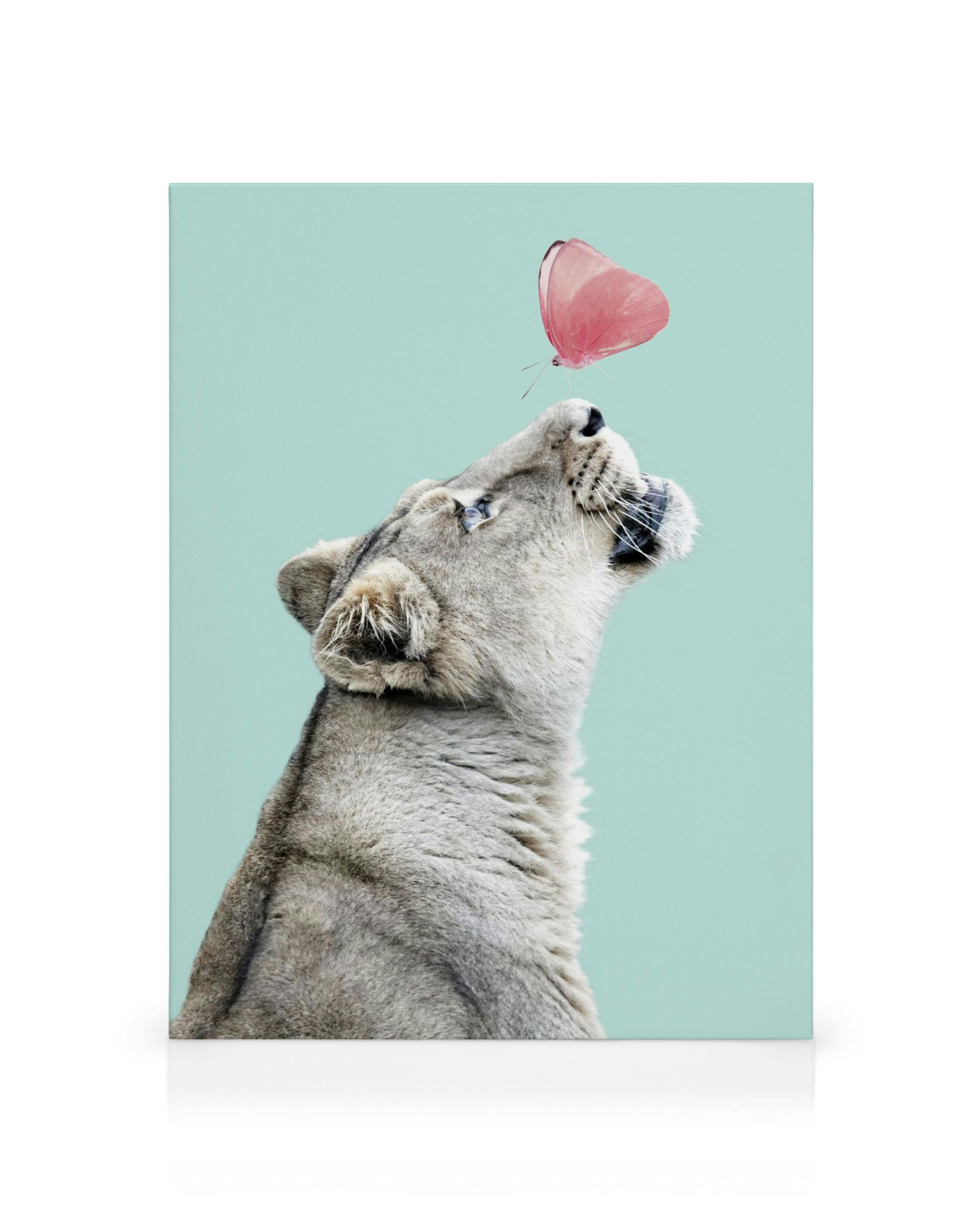 León mirando una mariposa rosa sobre fondo azul claro, lienzo infantil de león.