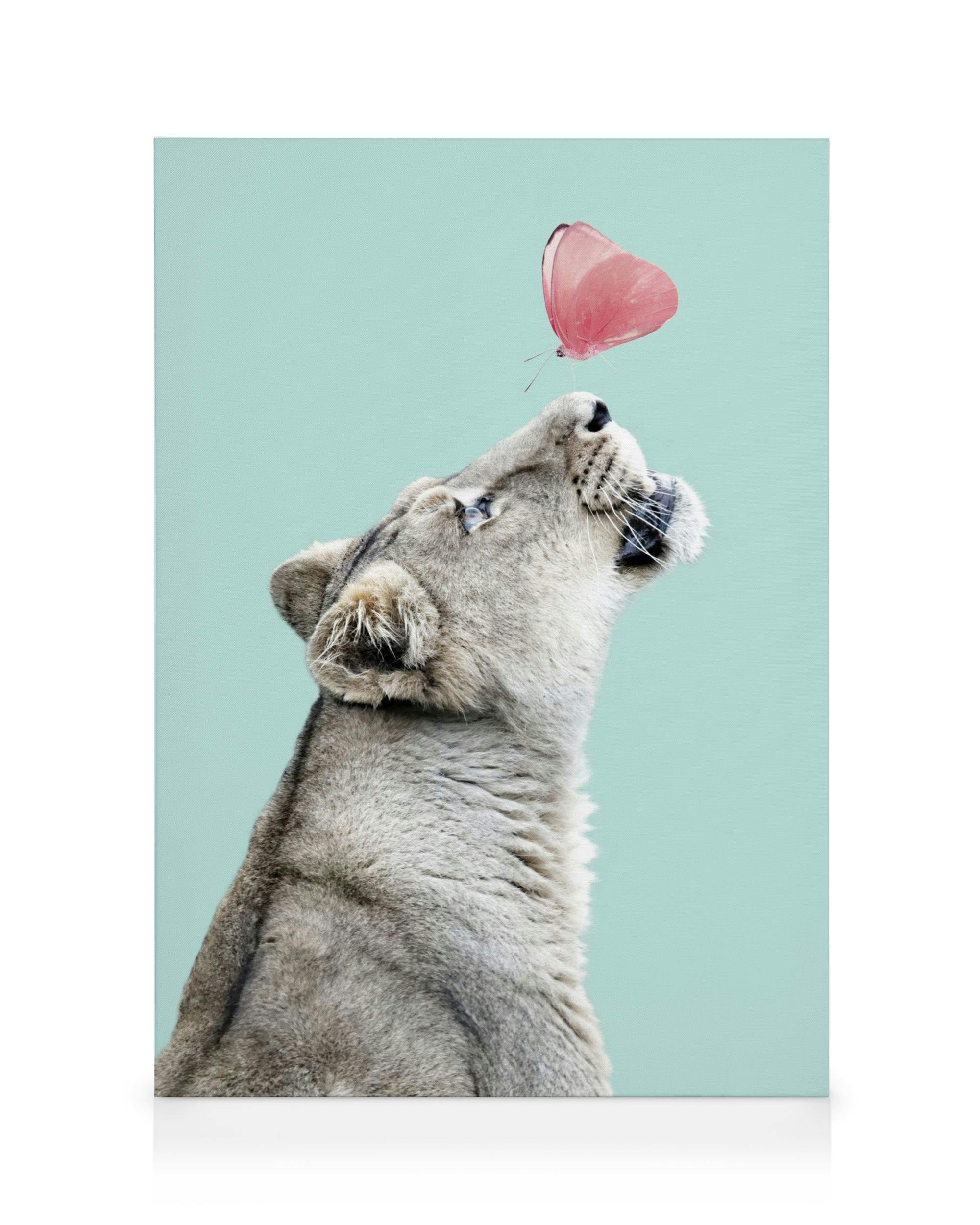 Leijonanpentu katselee vaaleanpunaista perhosta vaaleansinisellä taustalla, kanvaasikuva seinälle.