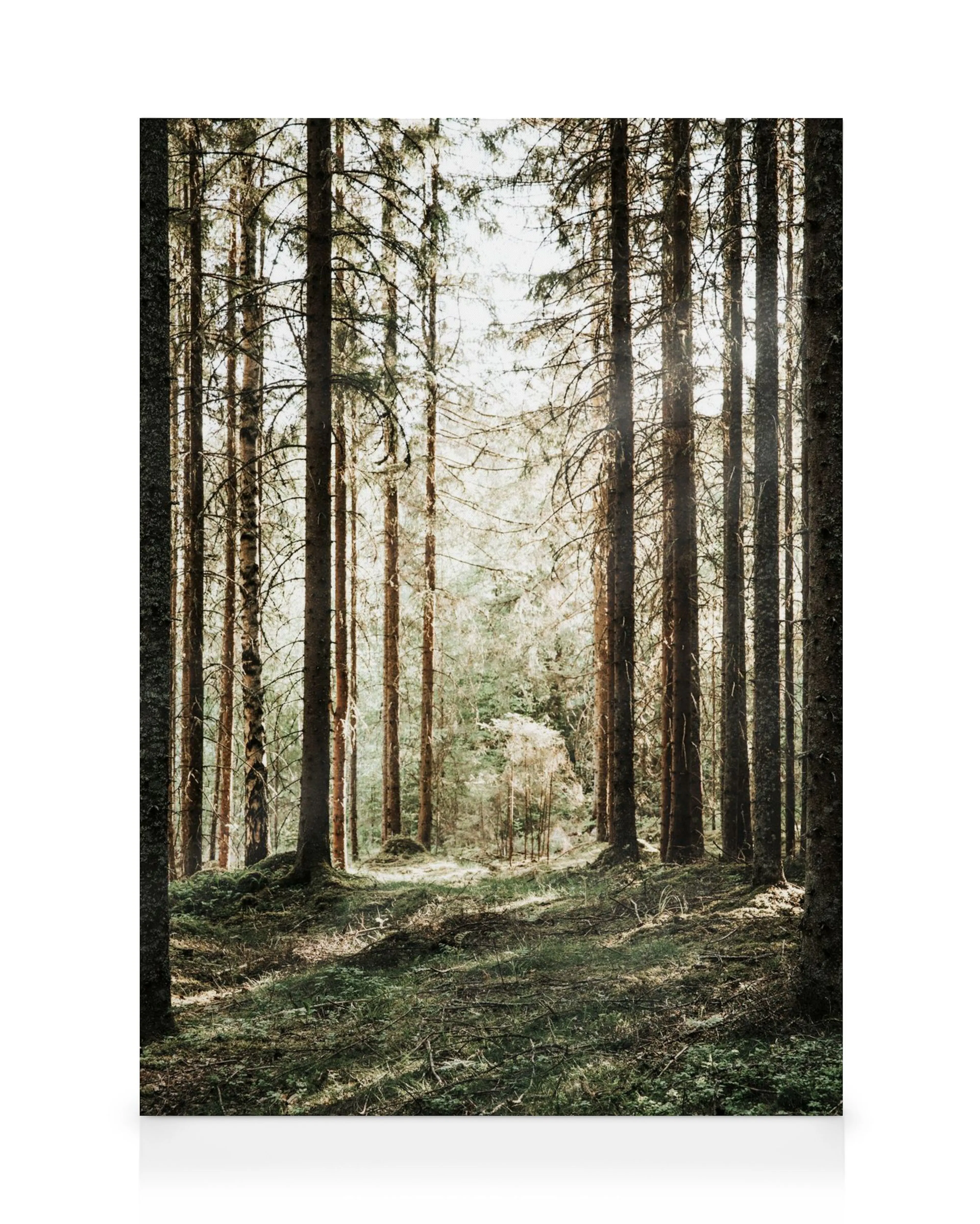 Obraz na plátne s ihličnatým lesom, presvitajúcim slnečným svetlom a zeleným machom.