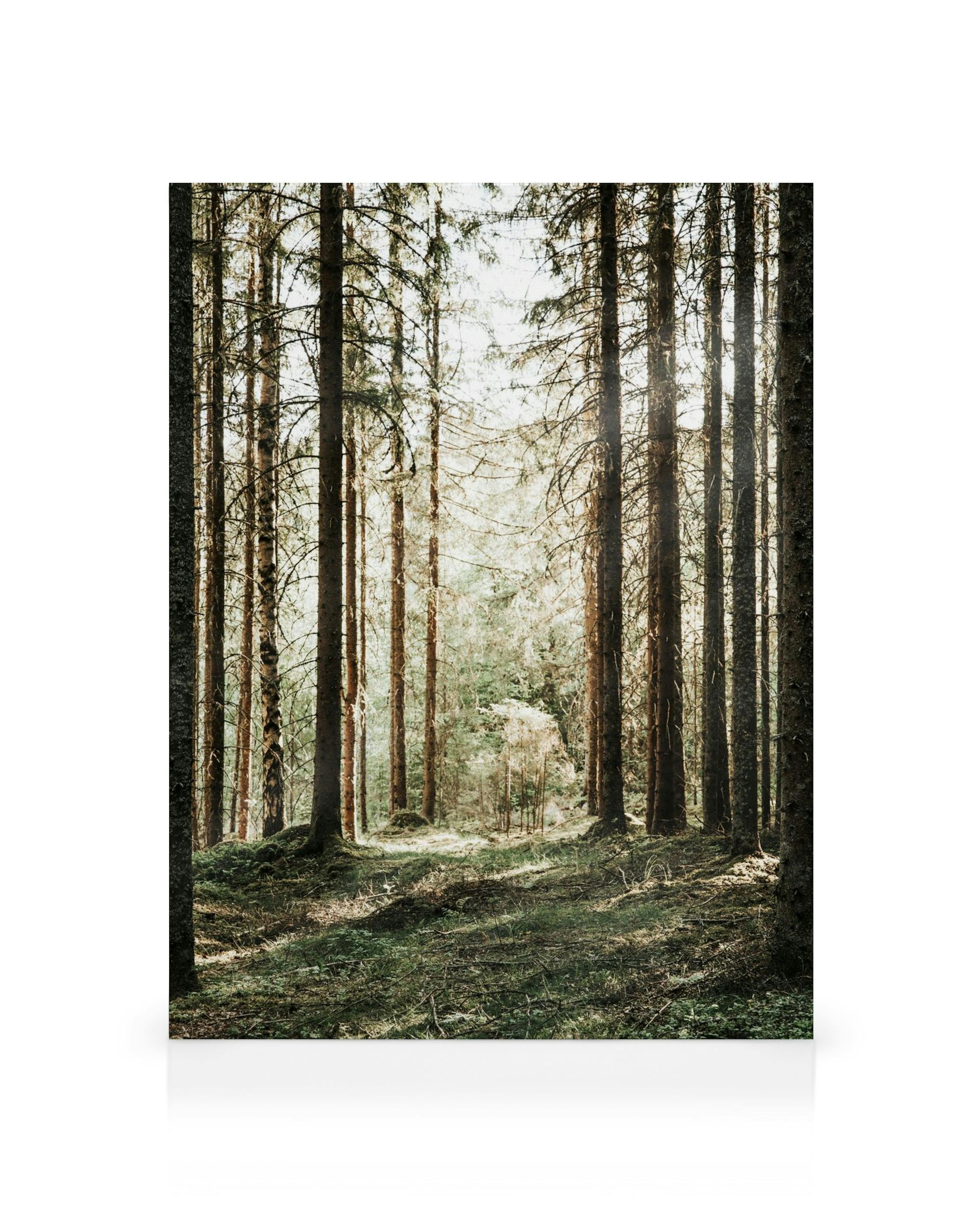 Toile de forêt avec de grands arbres et de la mousse verte, la lumière du soleil filtre à travers les branches