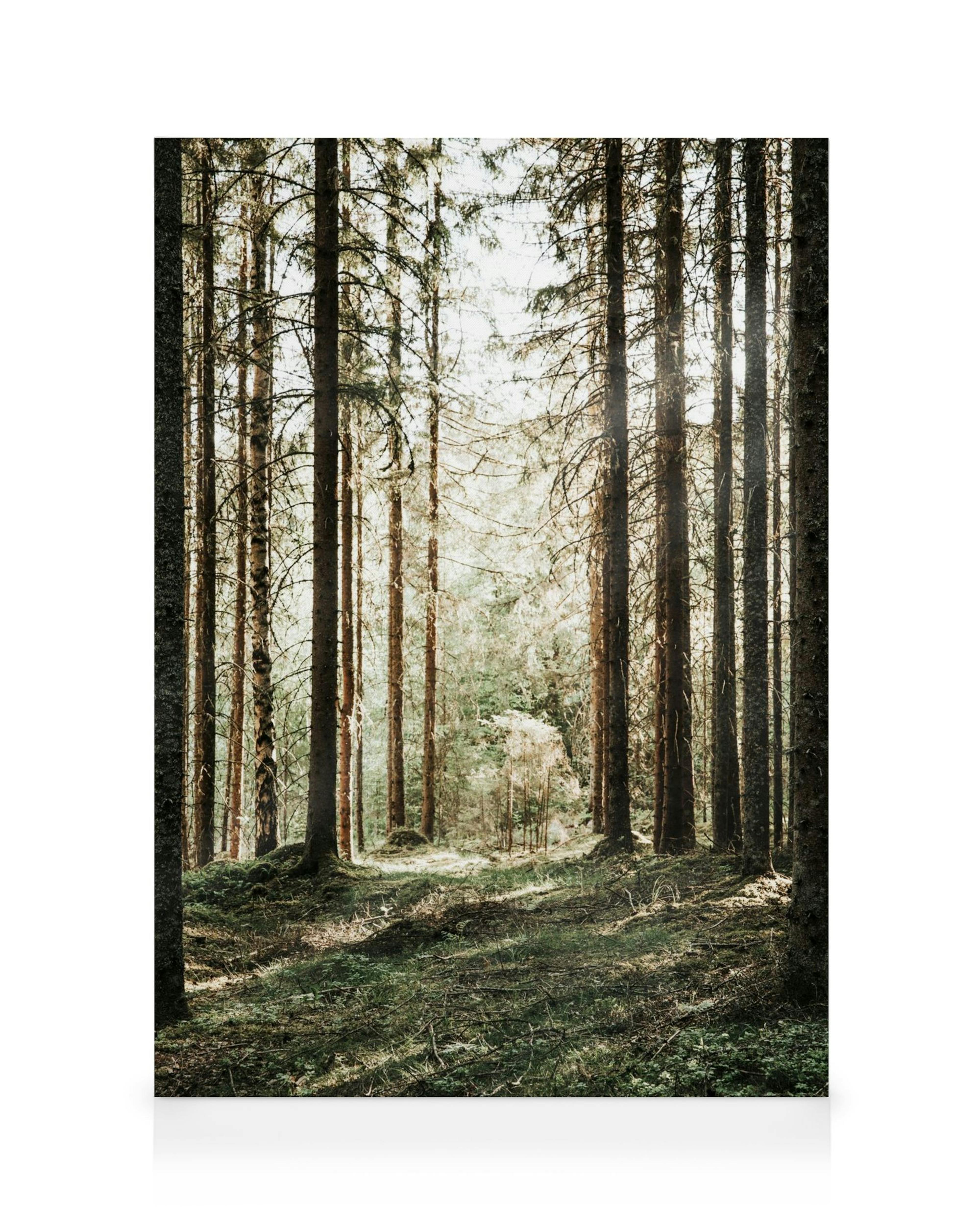 Forest grove canvas featuring tall pine trees with sunlight filtering through, creating dappled shadows on the forest floor.