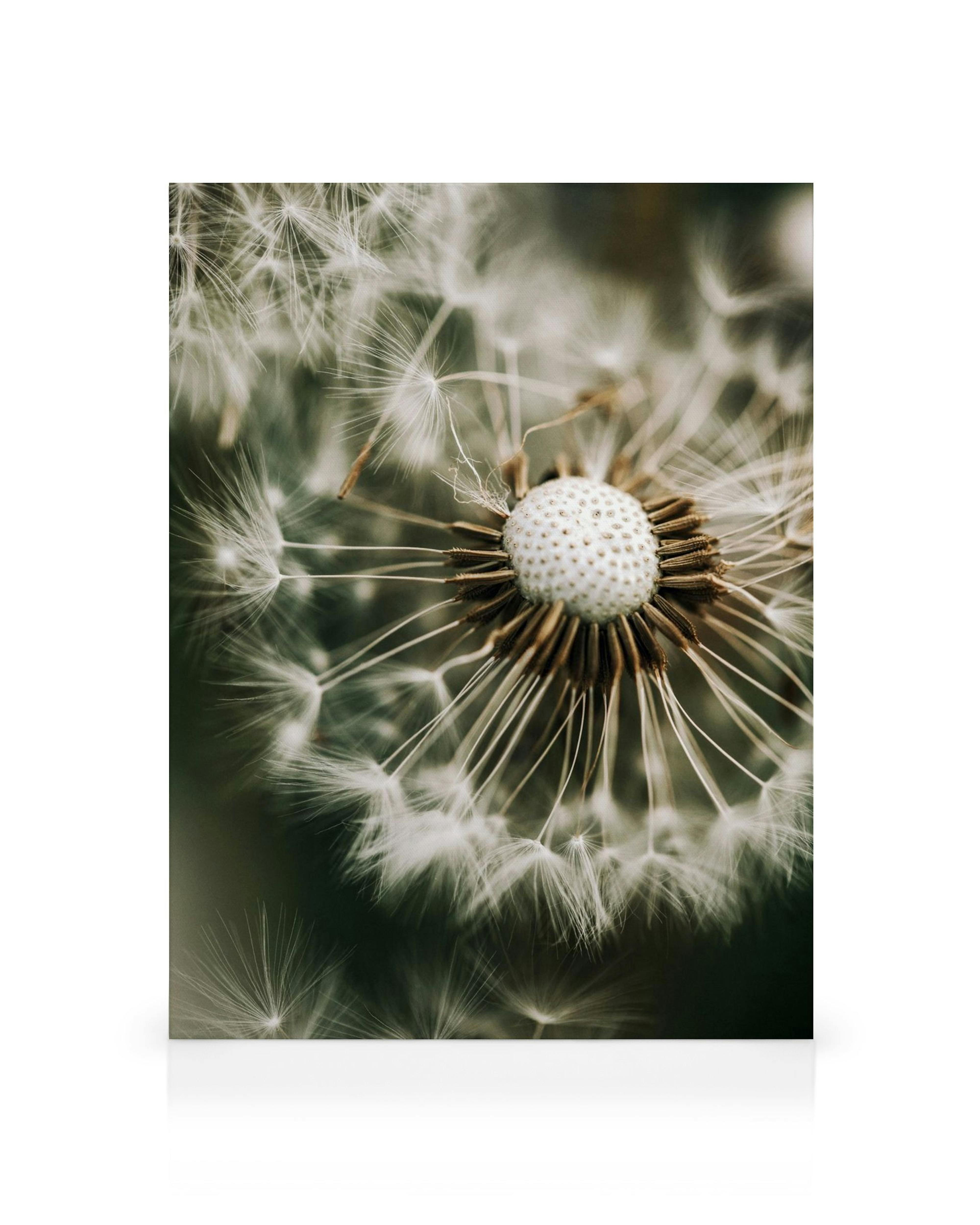 Macro canvas van paardenbloem met zwevende zaadjes op wazige groene achtergrond, botanische kunst.