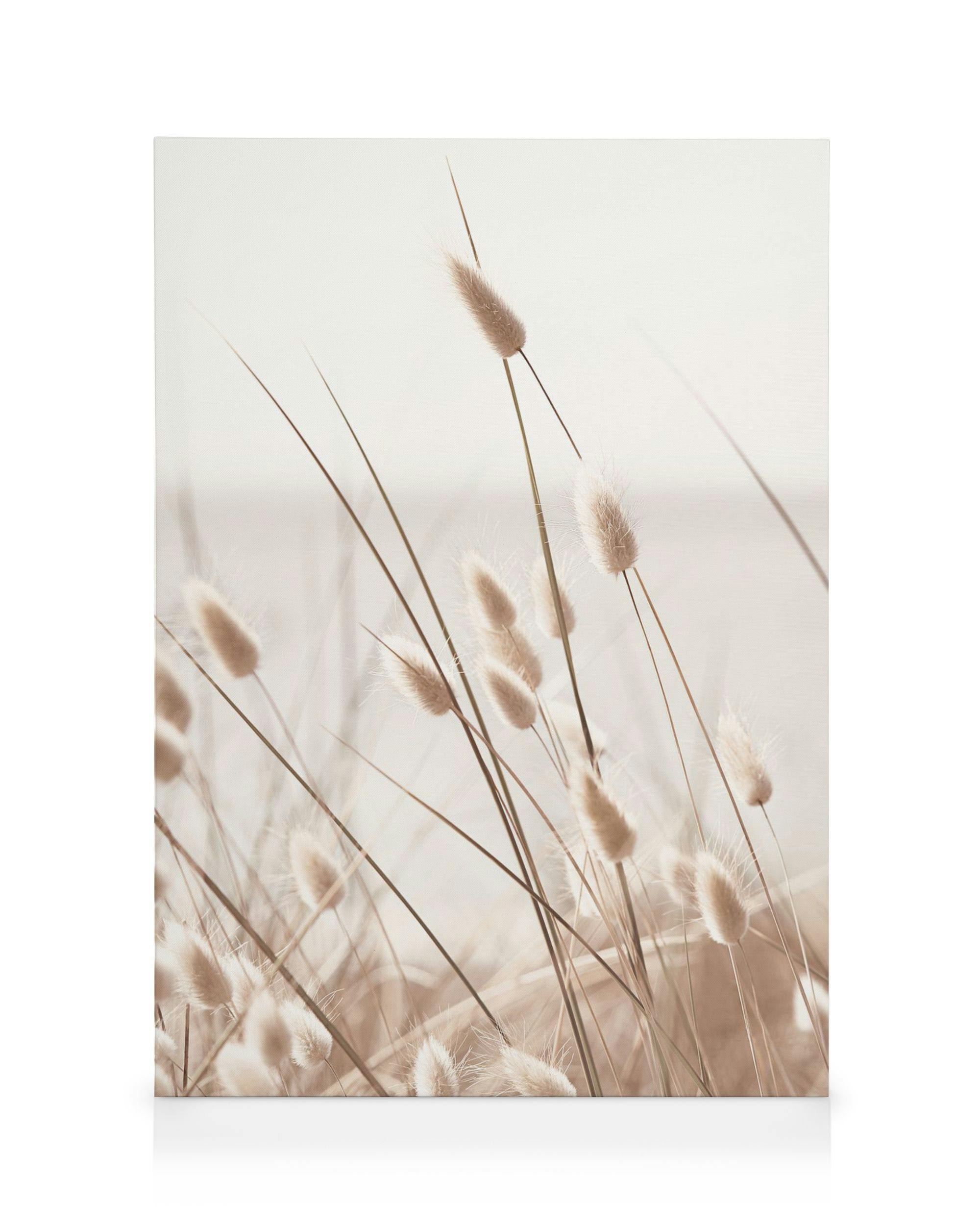 Beiges Kaninchenschwanzgras am Meer, helles Leinwandbild mit sanften, flauschigen Blütenständen und langen Halmen.