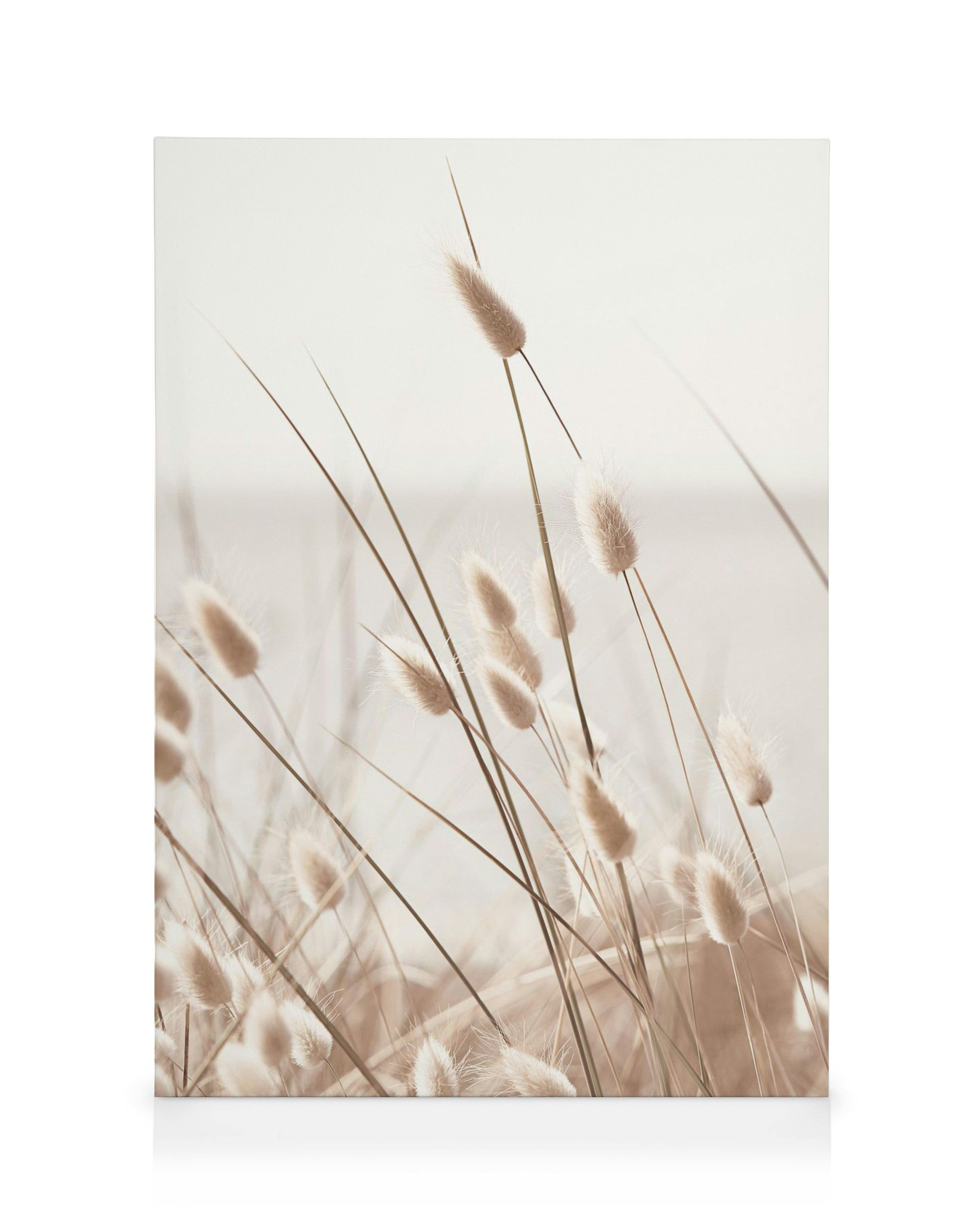 Beiges Kaninchenschwanzgras am Meer, helles Leinwandbild mit sanften, flauschigen Blütenständen und langen Halmen.