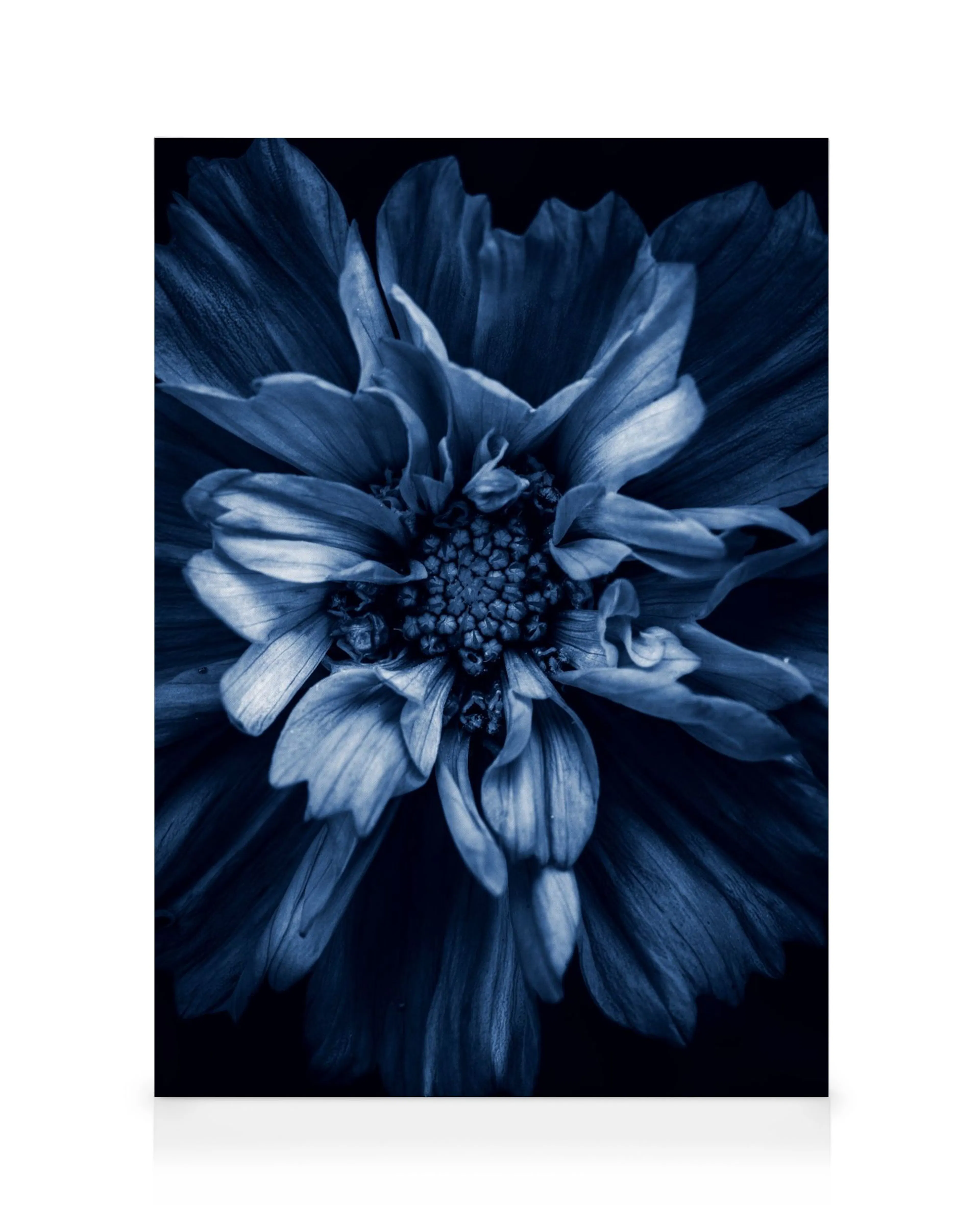 Primer plano de una flor azul oscuro con pétalos en capas y centro detallado, arte floral botánico.
