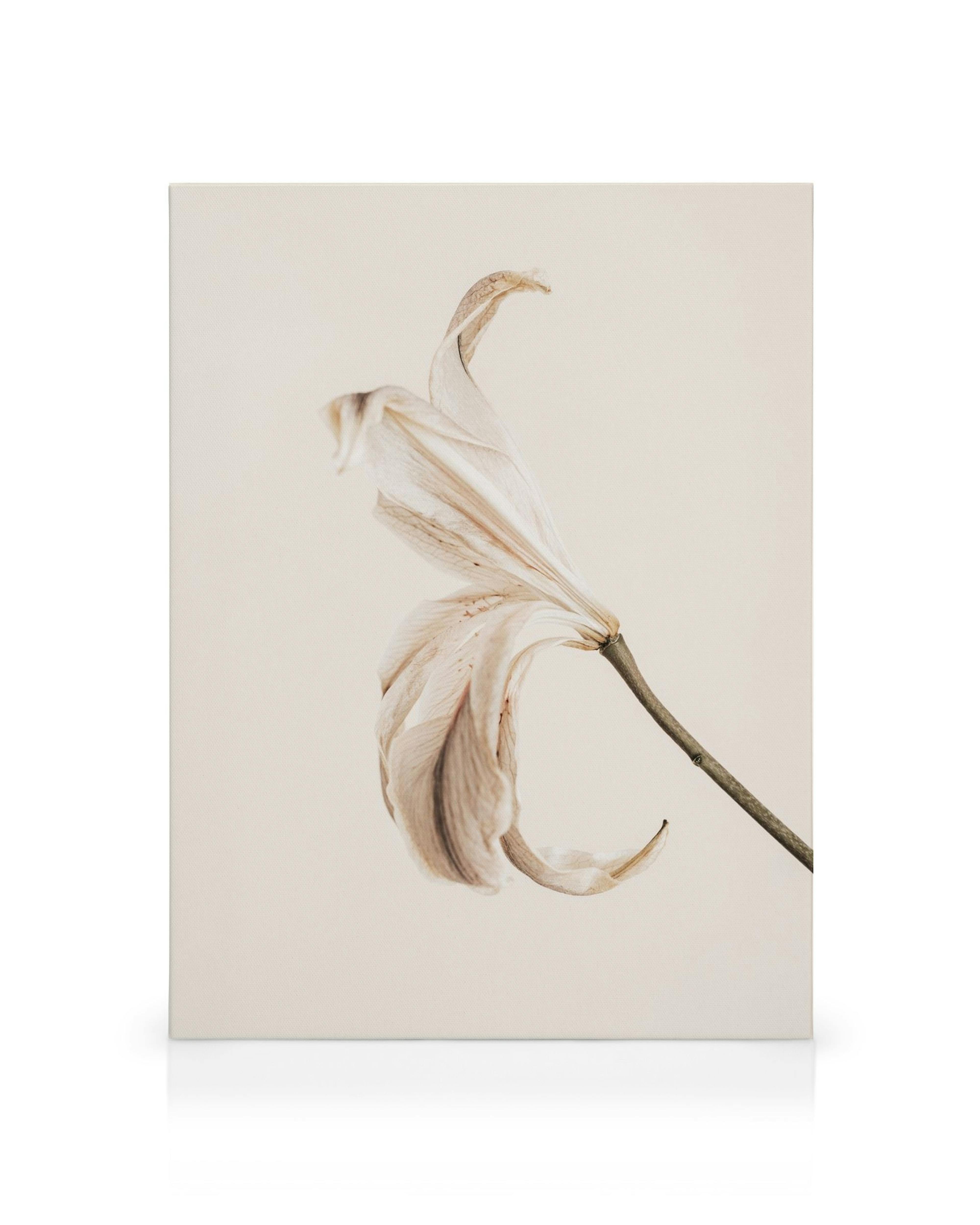 Lærred med en falmet hvid lilje mod en neutral baggrund, minimalistisk blomsterkunst.
