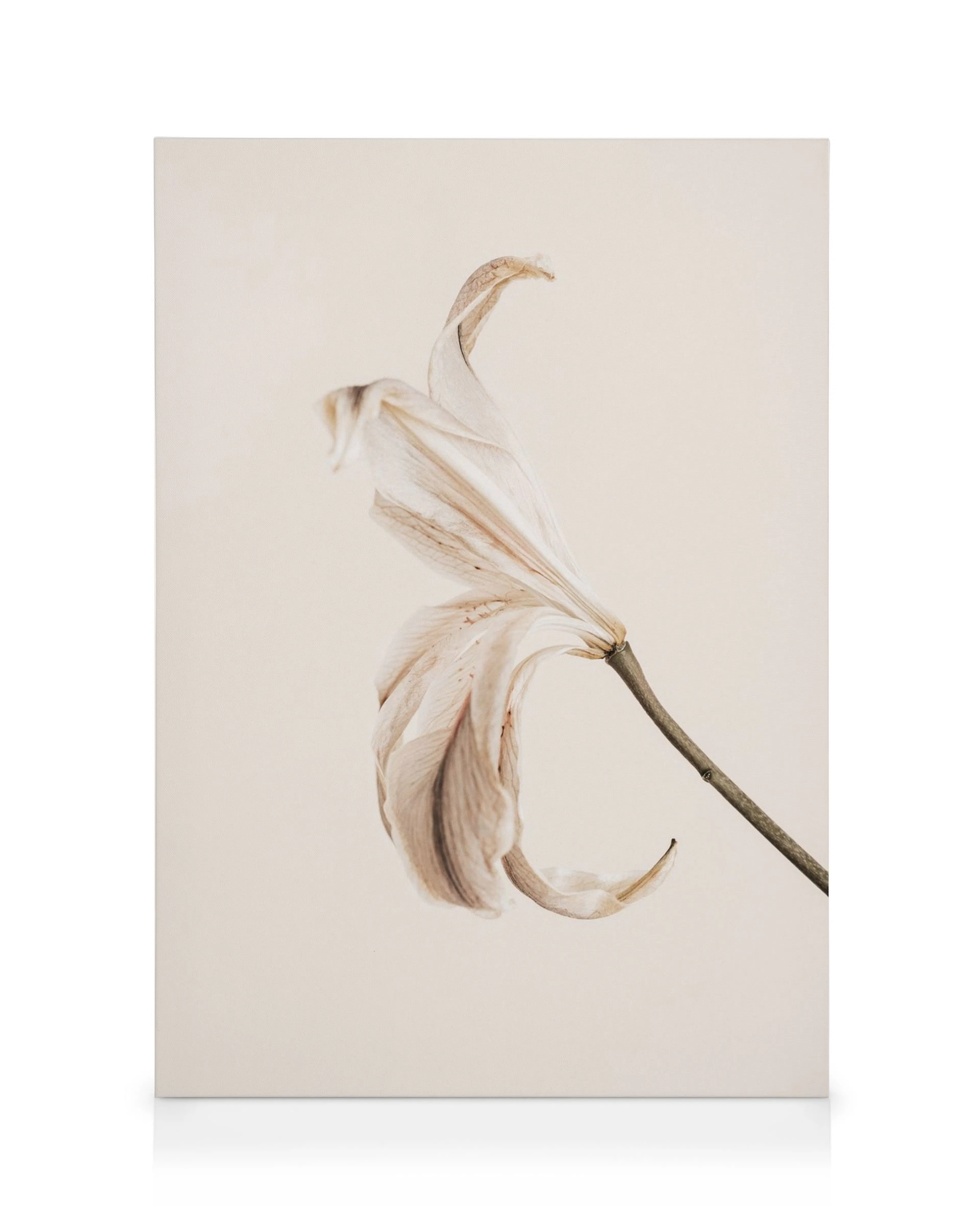 Verwelkte weiße Lilie auf beigem Leinwandbild, Soft Lily No2, detaillierte Blütenblätter, Naturmotiv