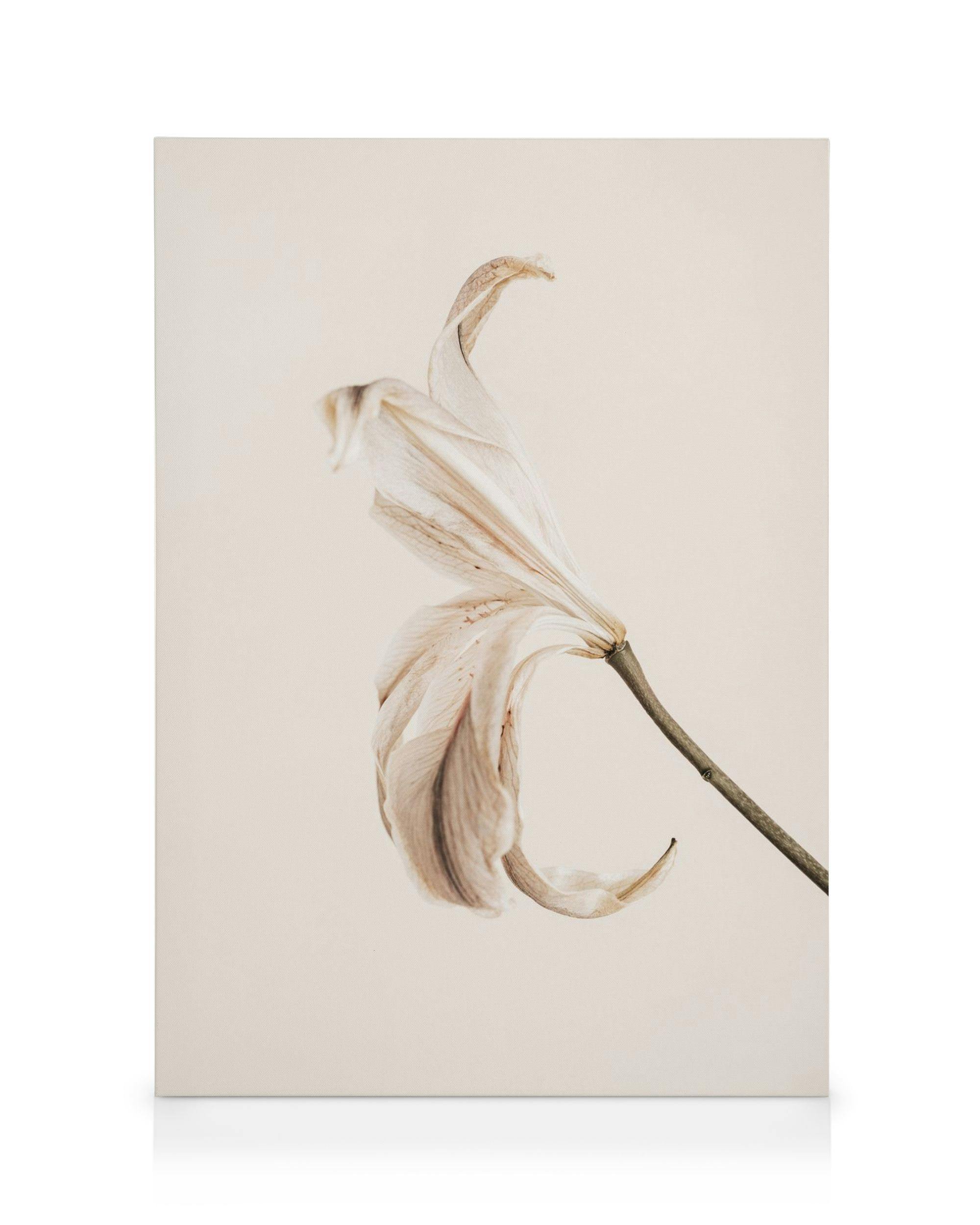 Pehmeä, kuivunut lilja vaalealla taustalla, luonnollinen kangasprintti