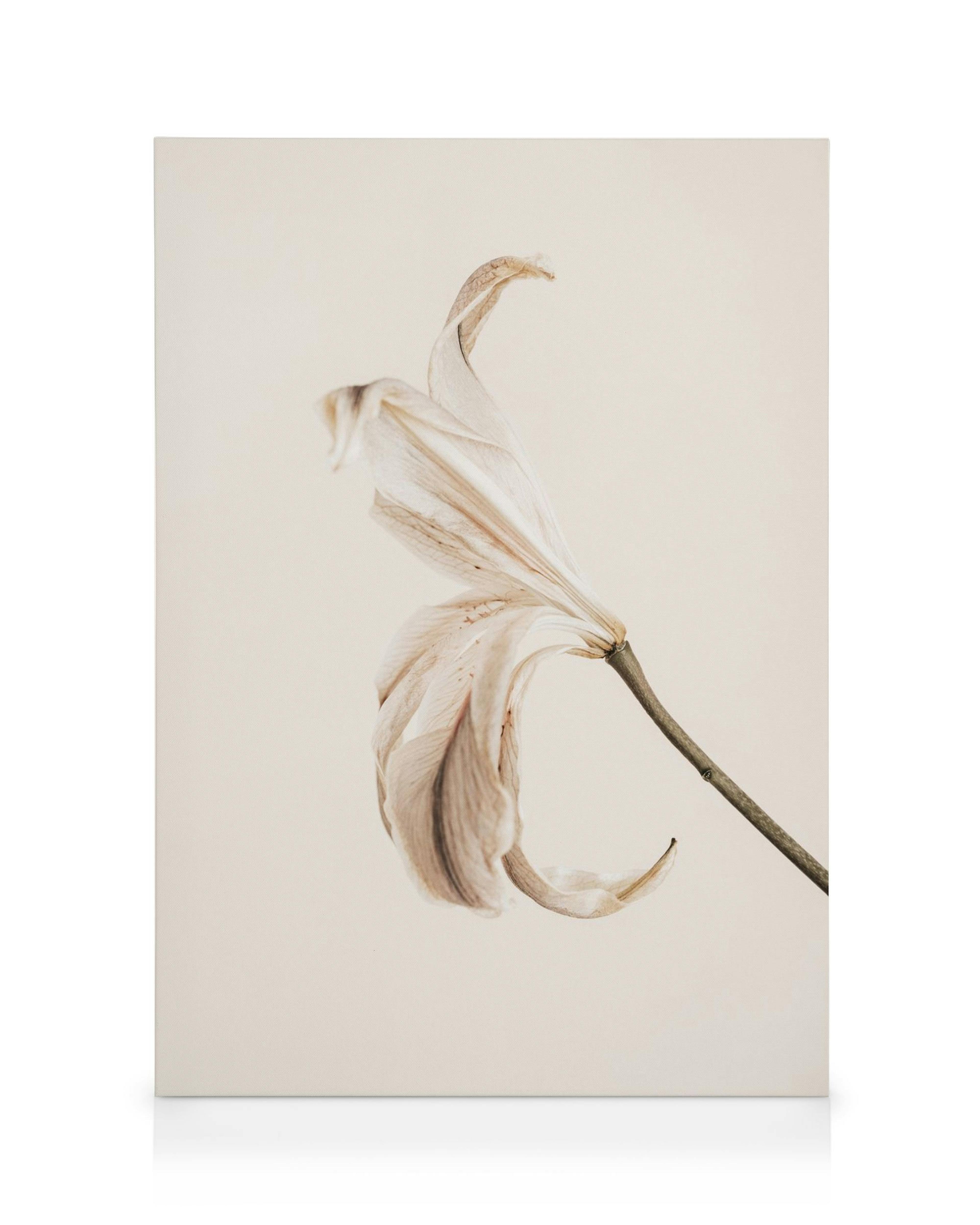 Pehmeä, kuivunut lilja vaalealla taustalla, luonnollinen kangasprintti