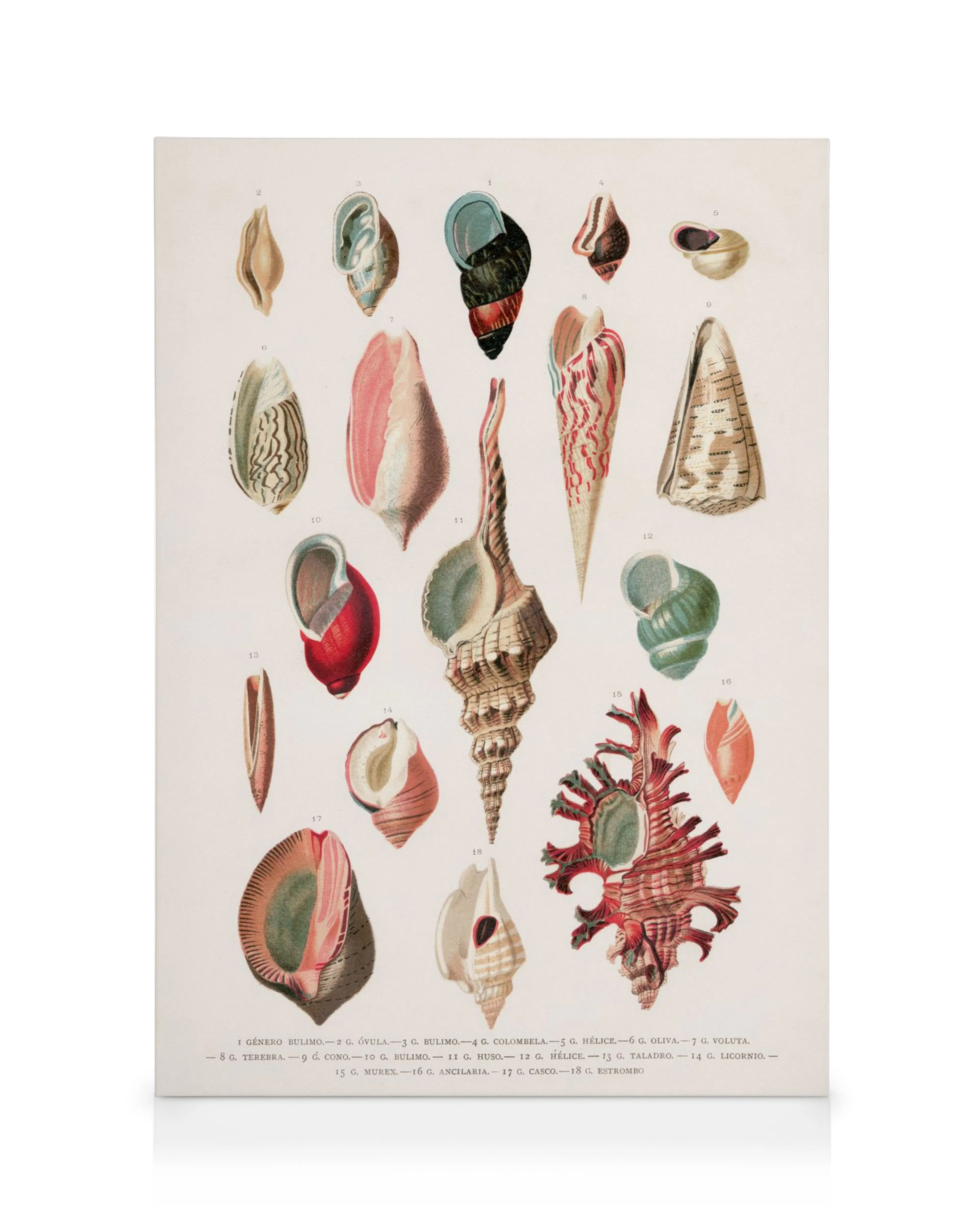 Toile de divers coquillages vintage aux tons rouges, verts, bruns et blancs, disposés verticalement