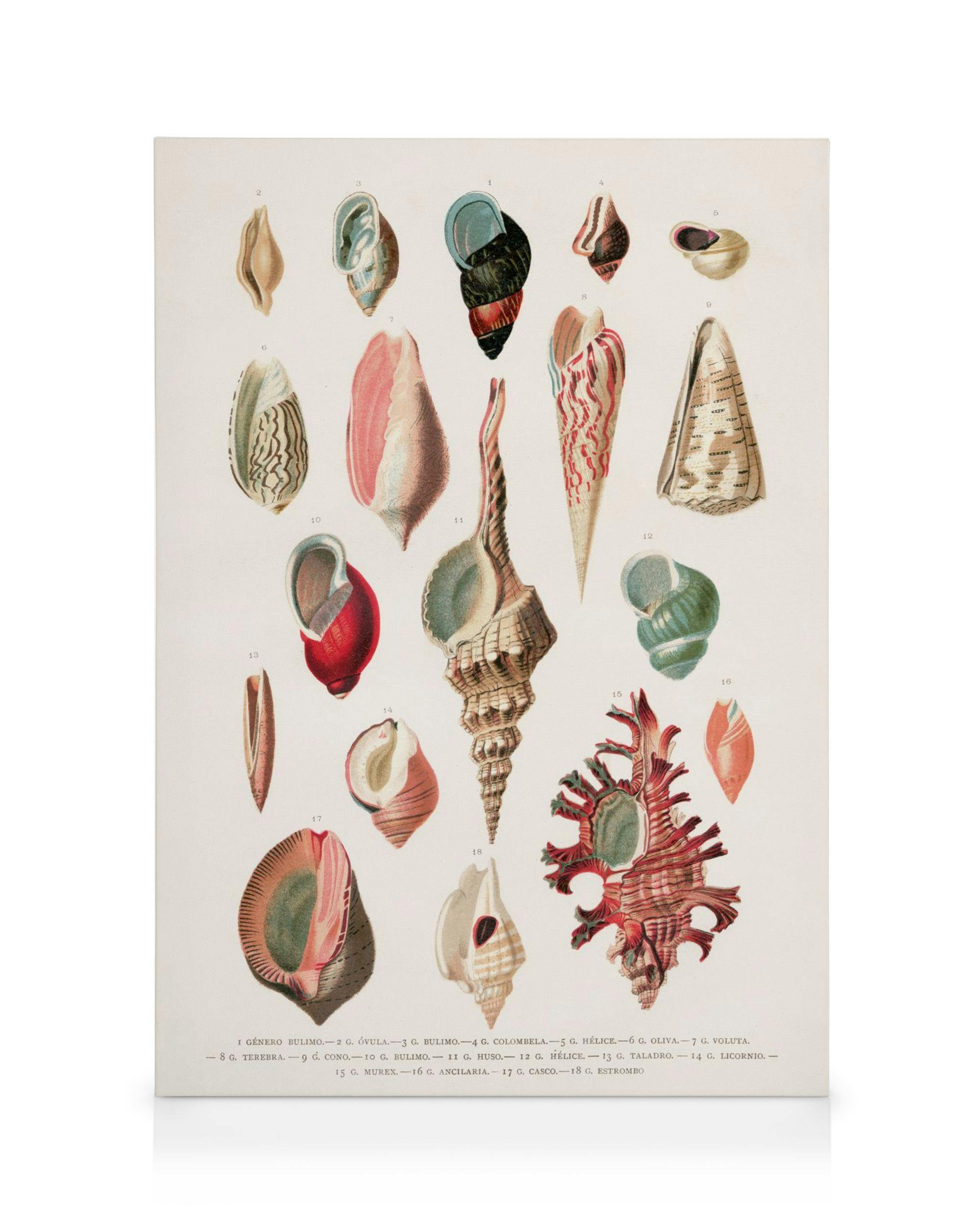 Vintage Seashells No1 Lerret (50x70 cm - Svart Ramme)