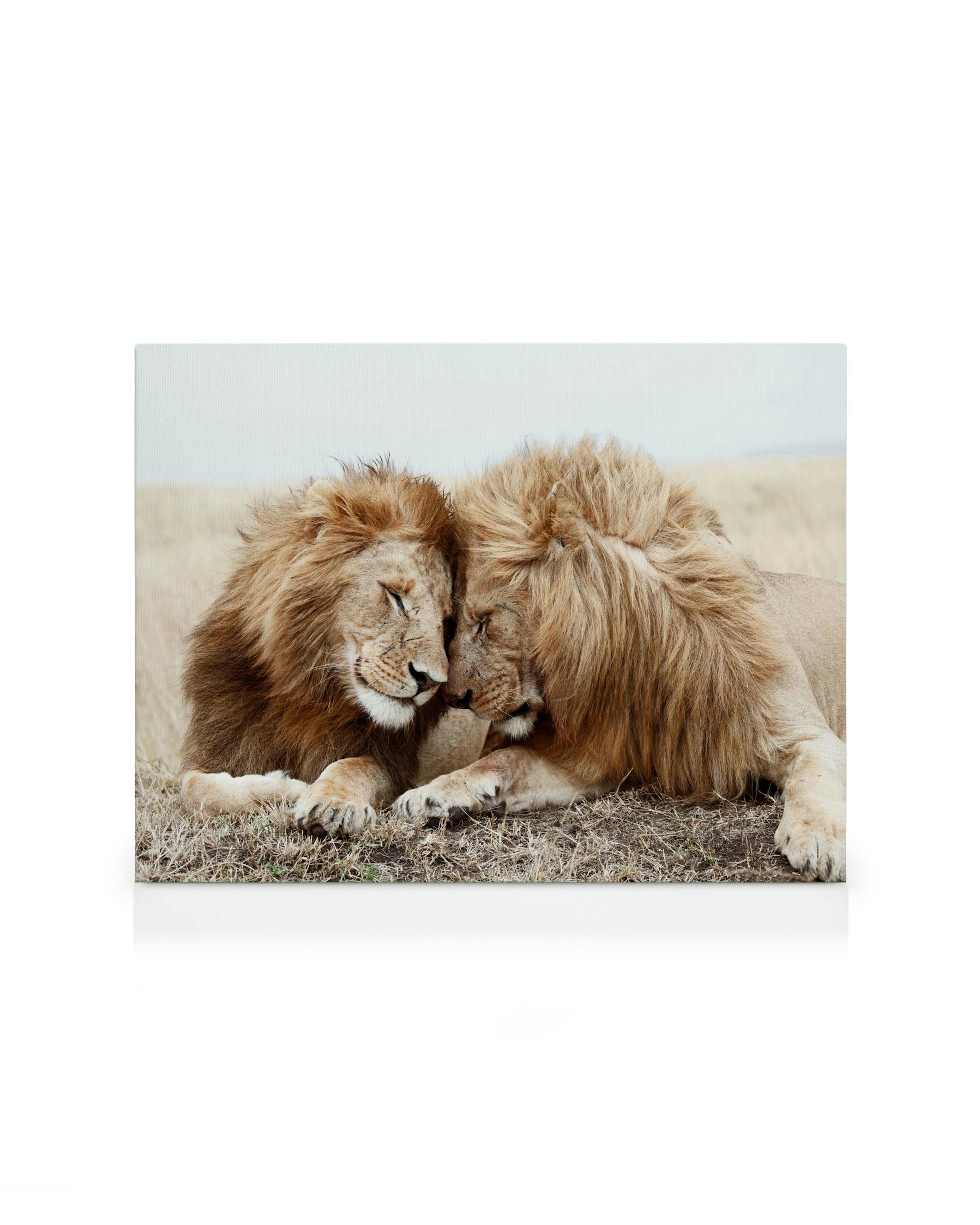 Obraz na plátně se dvěma lvy odpočívajícími v trávě, jejich hlavy se něžně dotýkají.