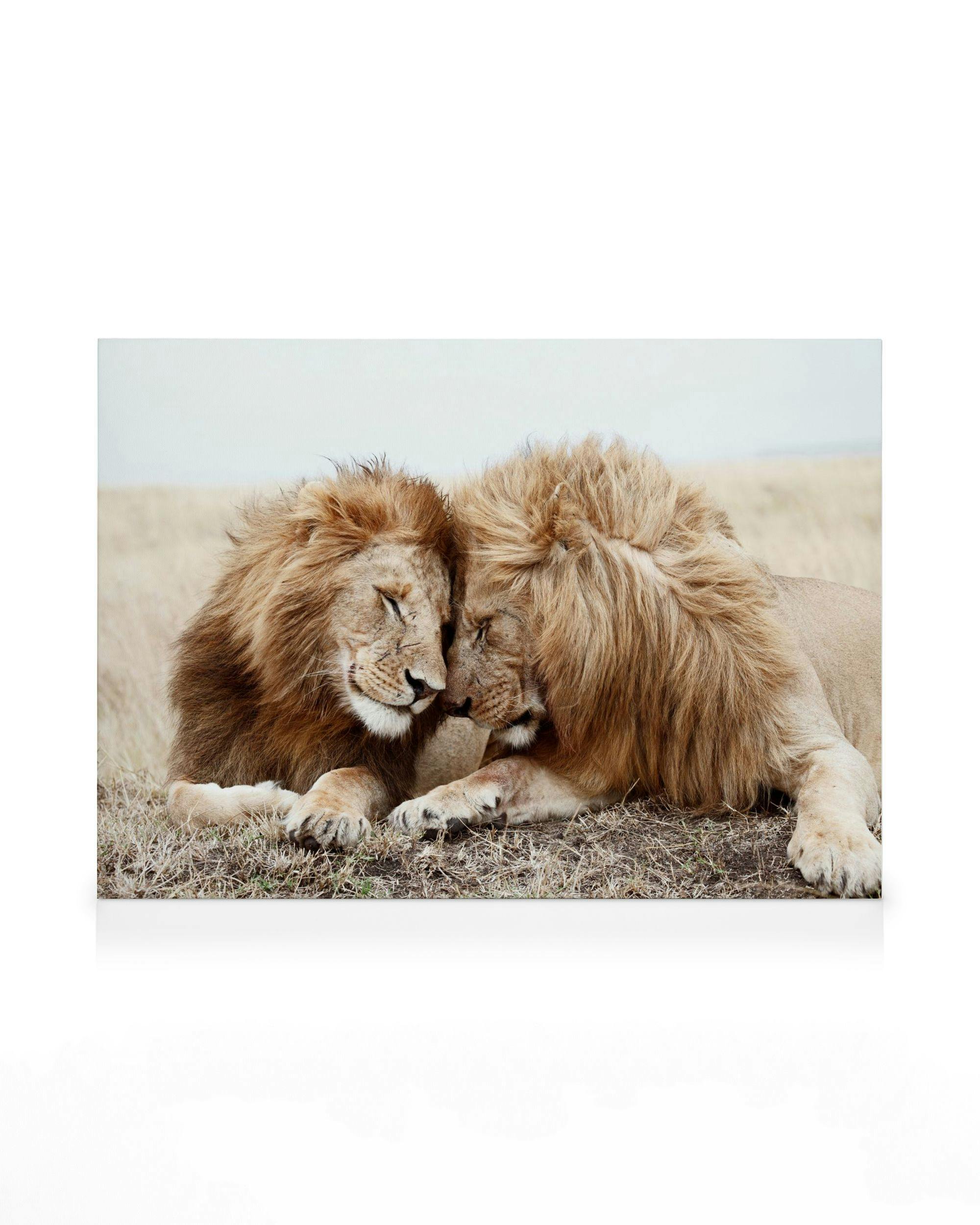 Canvas Prints Lion Brothers Canvas print (30x40 cm)