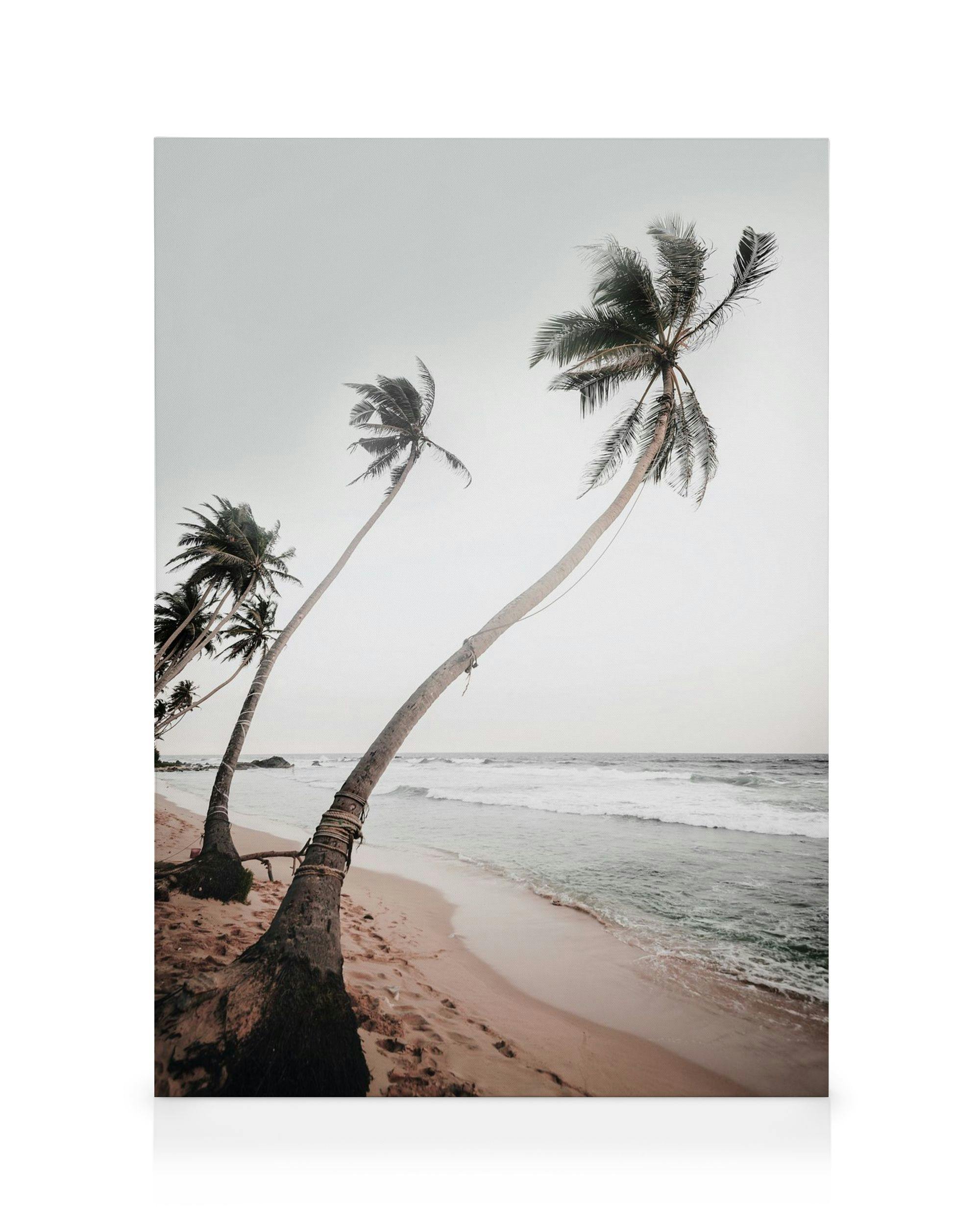 Canvas Prints Sri Lanka Palms Canvas print (50x70 cm)