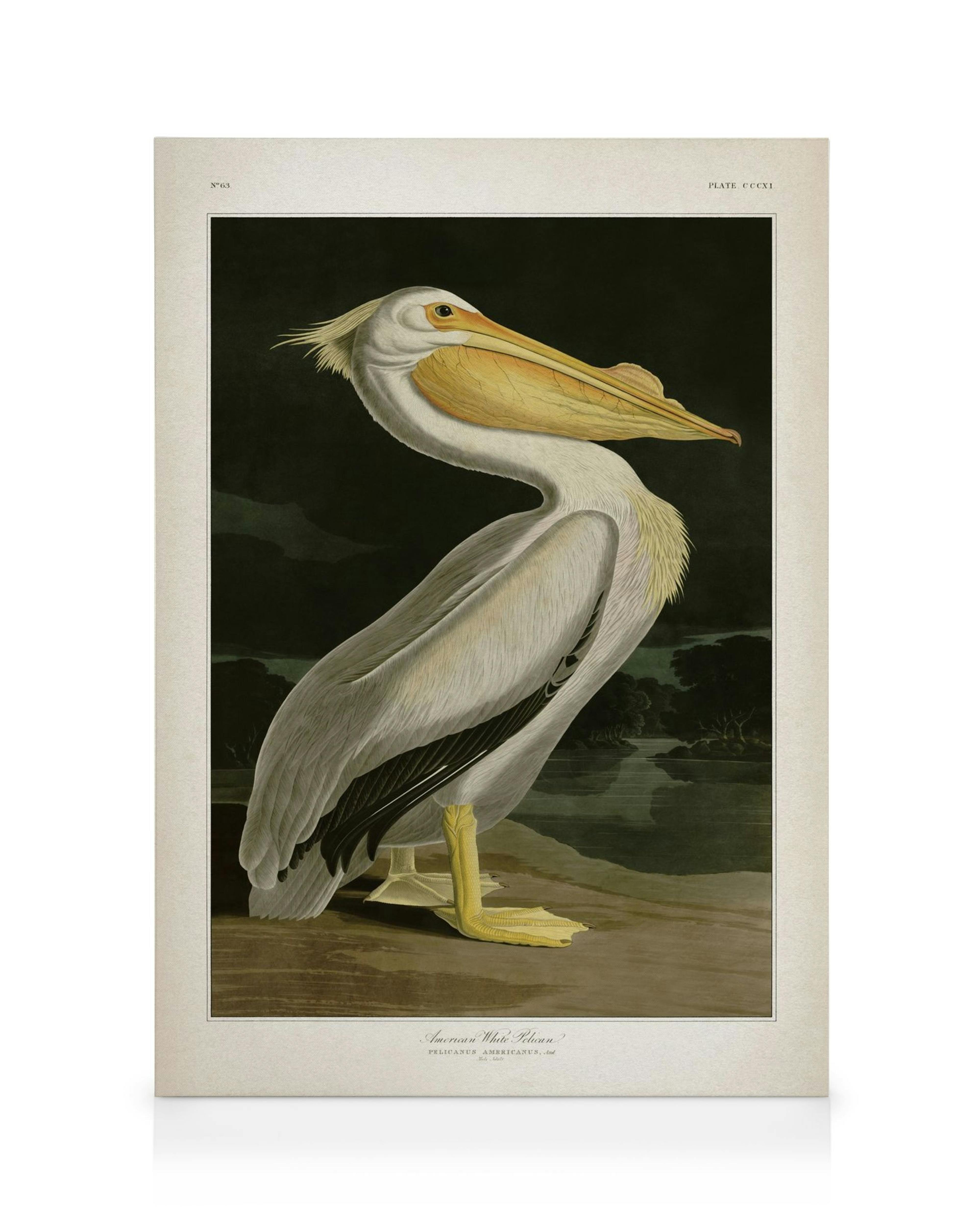 White and grey American White Pelican painting with large orange and yellow beak on a dark background with trees and water.