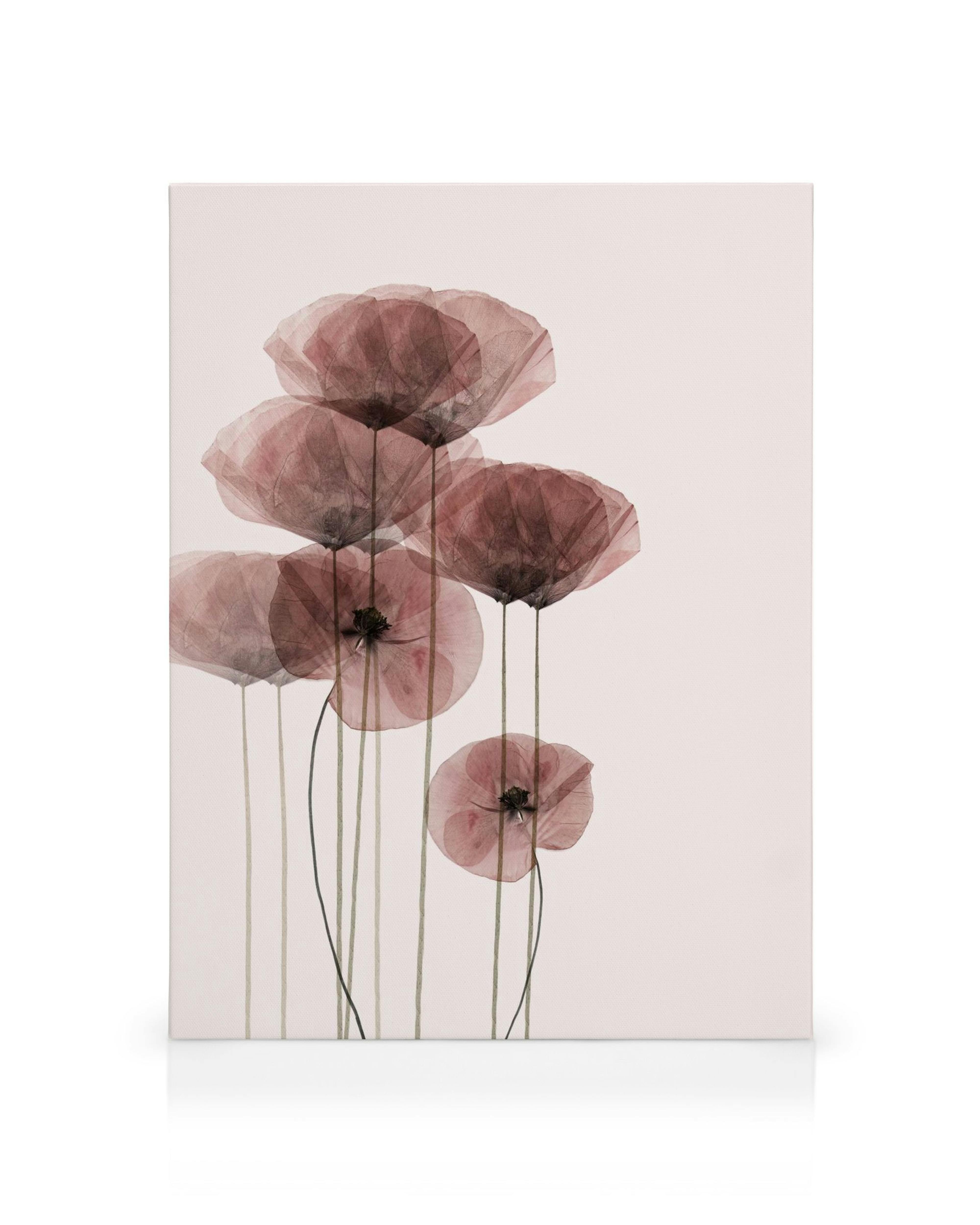 Vaaleanpunainen kanvaasi läpikuultavilla unikoilla, herkkä kukka-aiheinen taide.