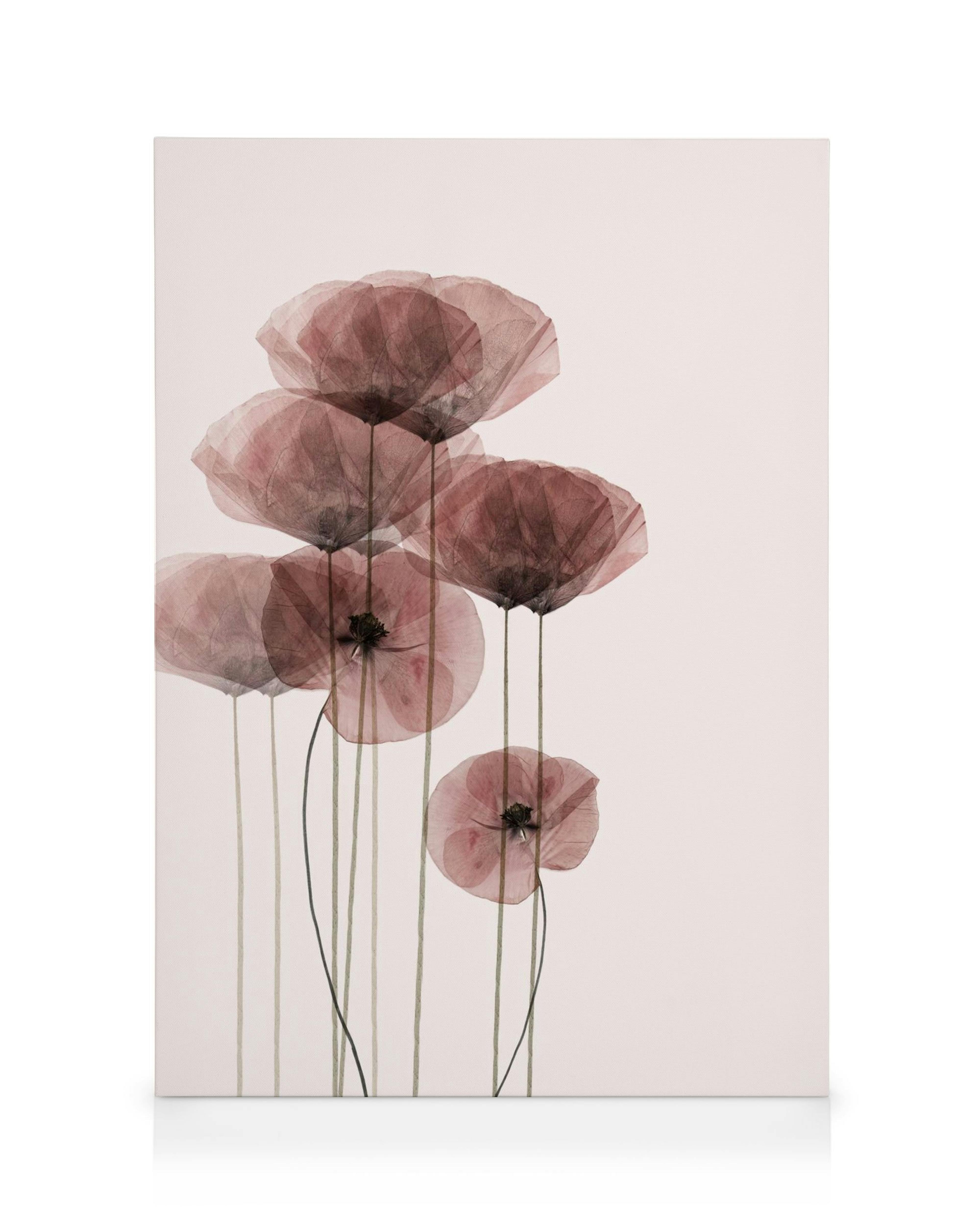Canvas art with translucent reddish-pink poppy flowers on thin stems, arranged in a bunch on a pale pink background.