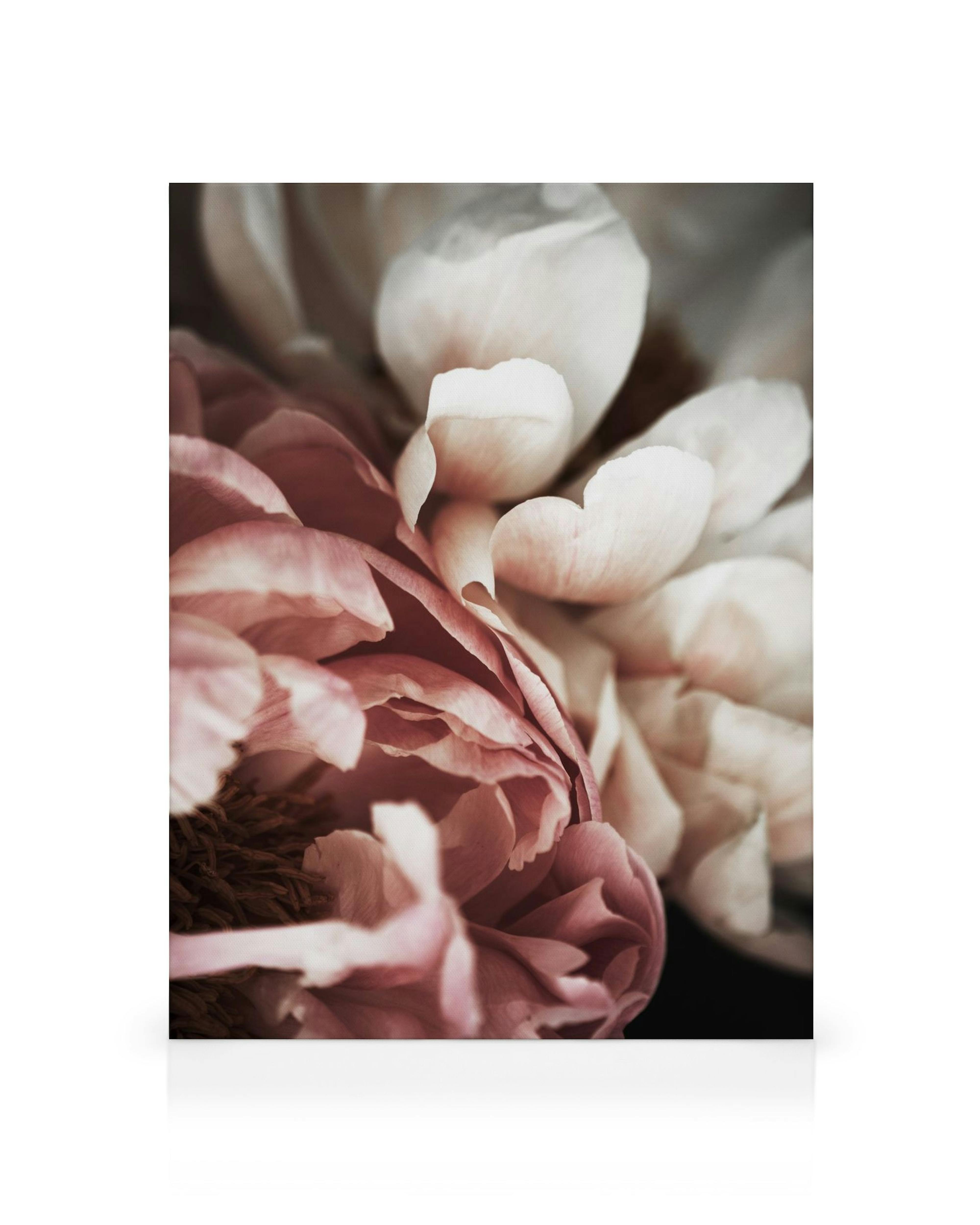 Close-up canvas print of pink and white peony flower with layered petals and soft background.