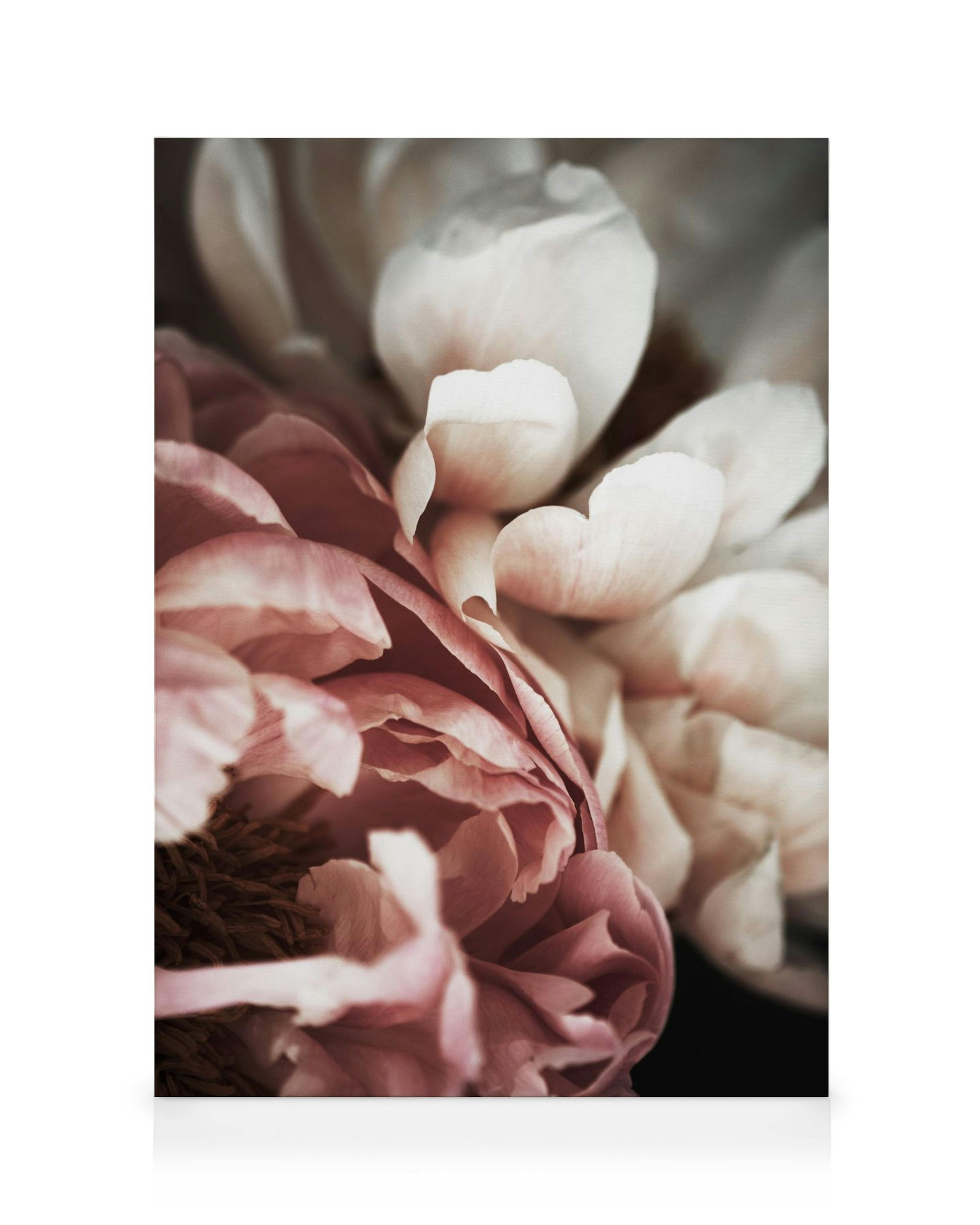 Καμβάς με κοντινό πλάνο ροζ και λευκής παιώνιας, floral τέχνη